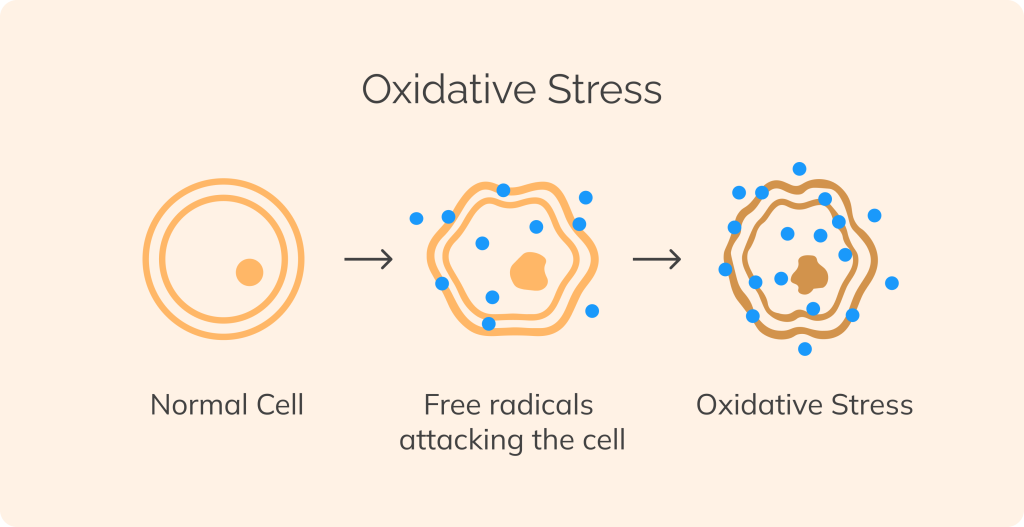 Free Radicals and Antioxidants