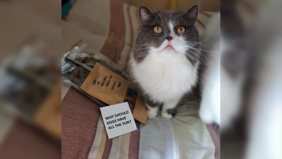 Do Cats need meat?