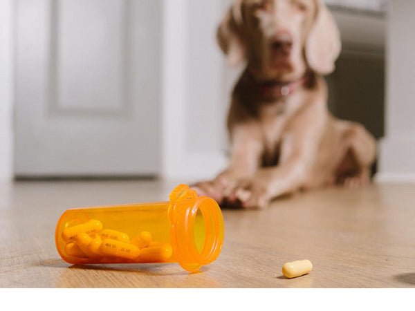 Why synthetic supplements are harmful for your pet and how to replace them!