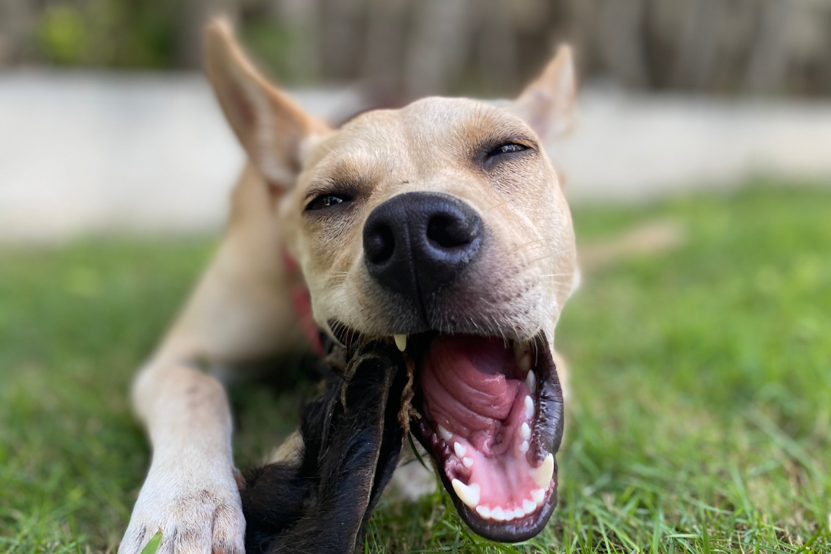 Why Chewing Is Good For Your Pet & How To Pick The Right Chews!