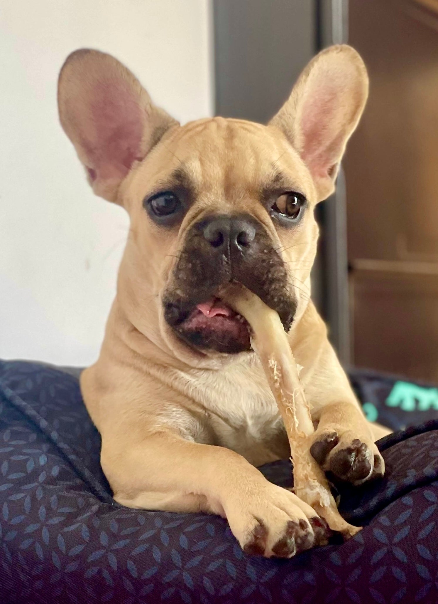 Lamb Shank - Goat Chewbone