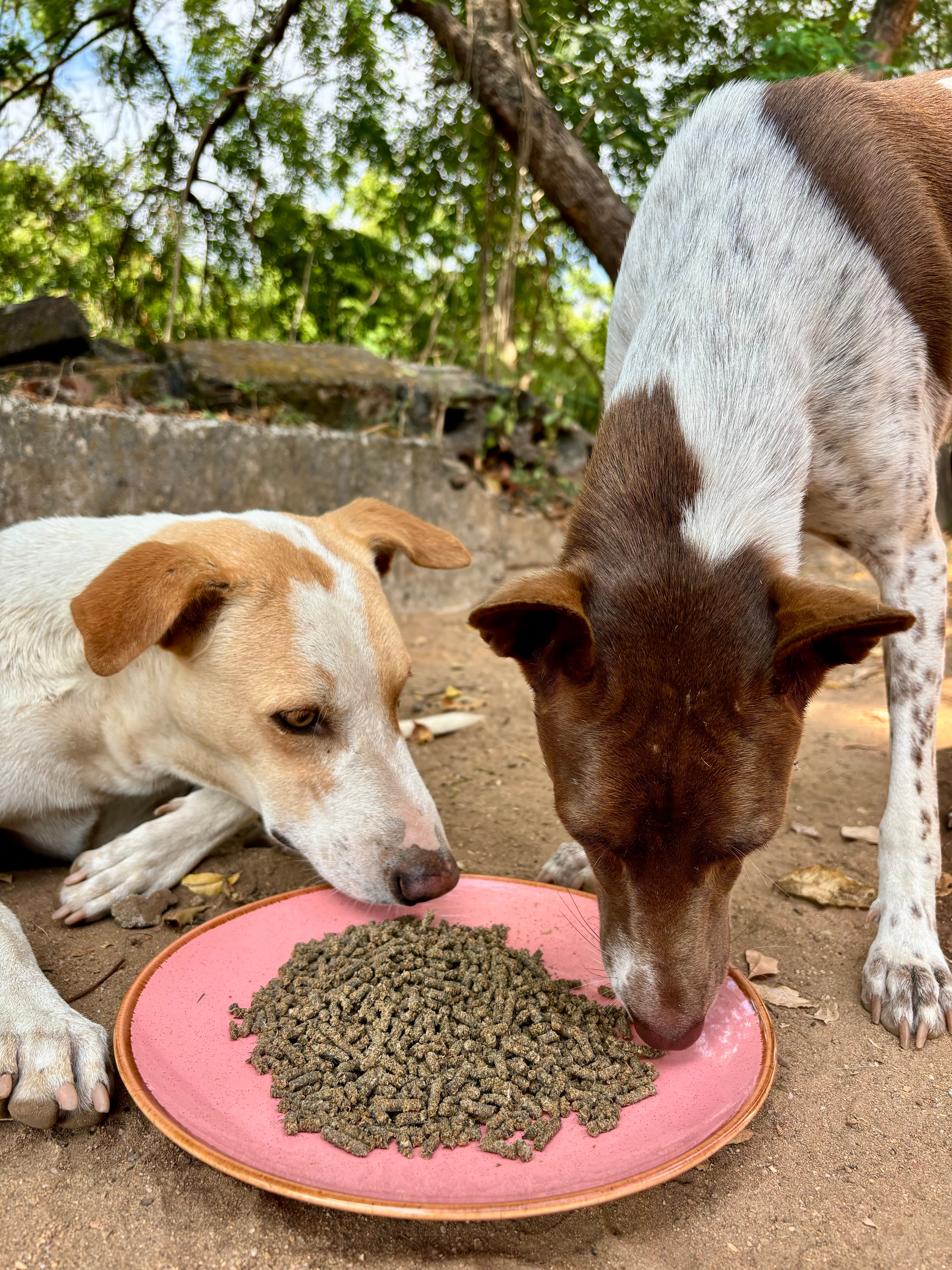 Meal Samplers | 50 grams