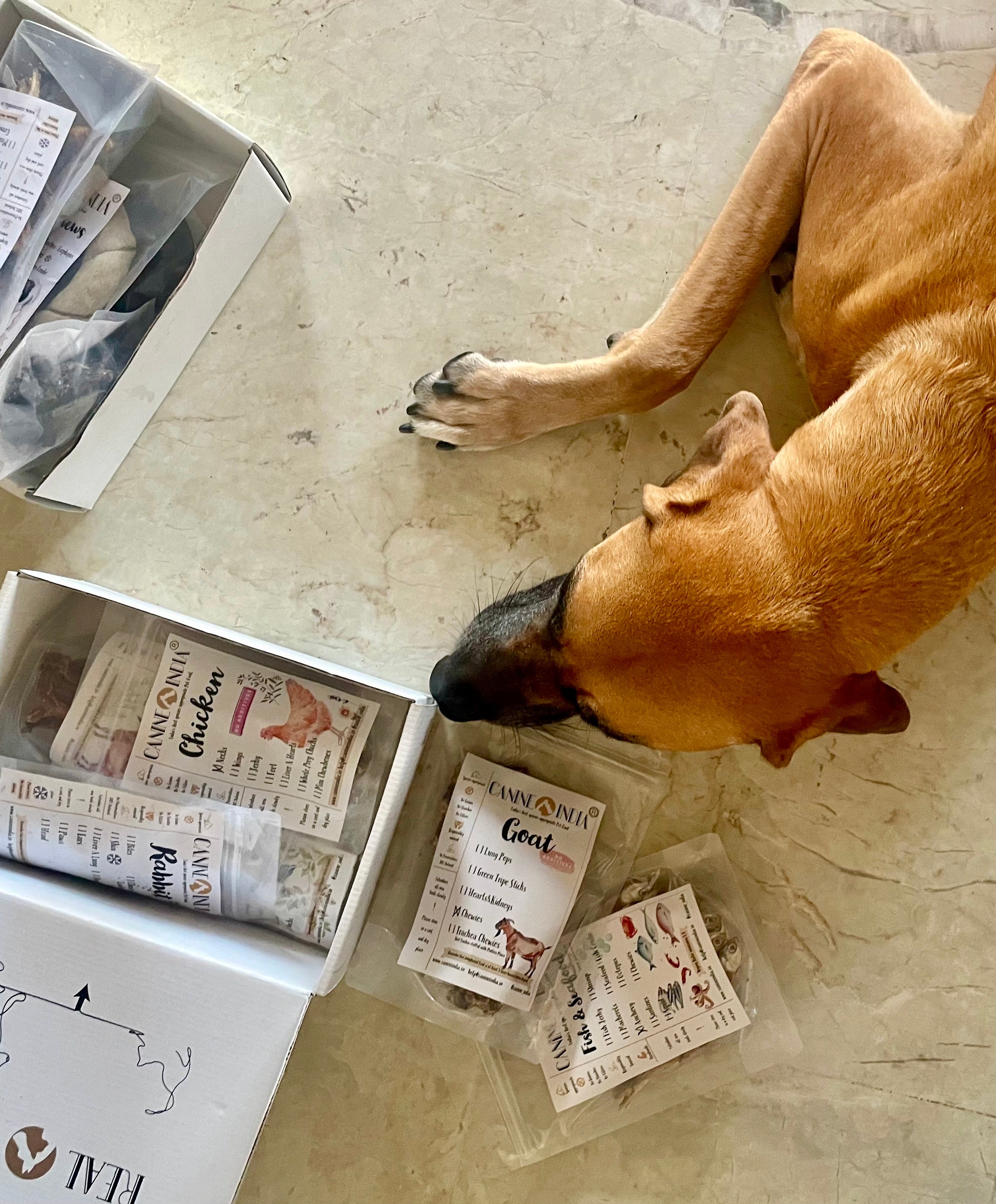 Allergy & Digestive Relief Assortment for Cats and Dogs