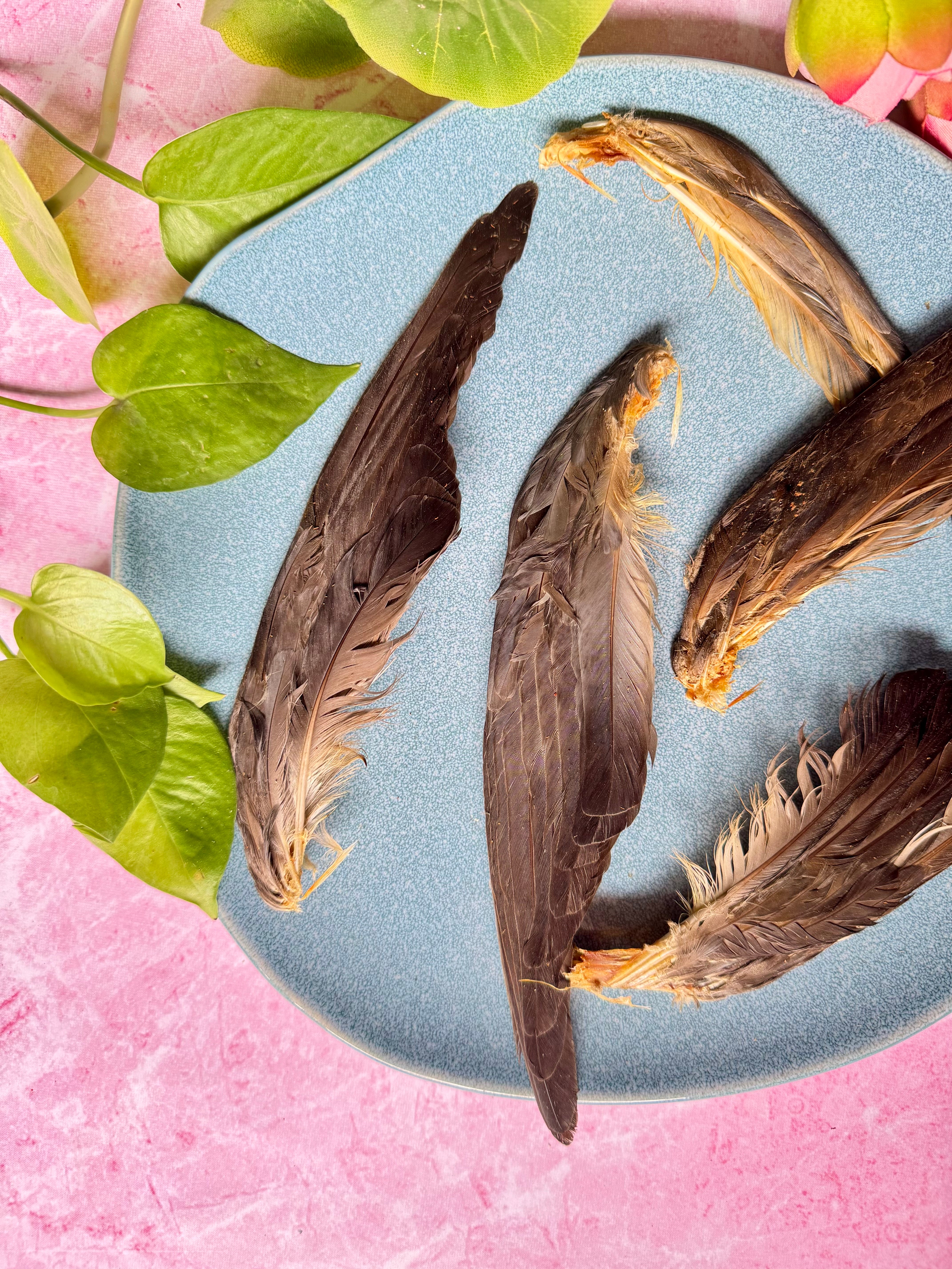 Squab Pigeon Wingtips - SPECIAL