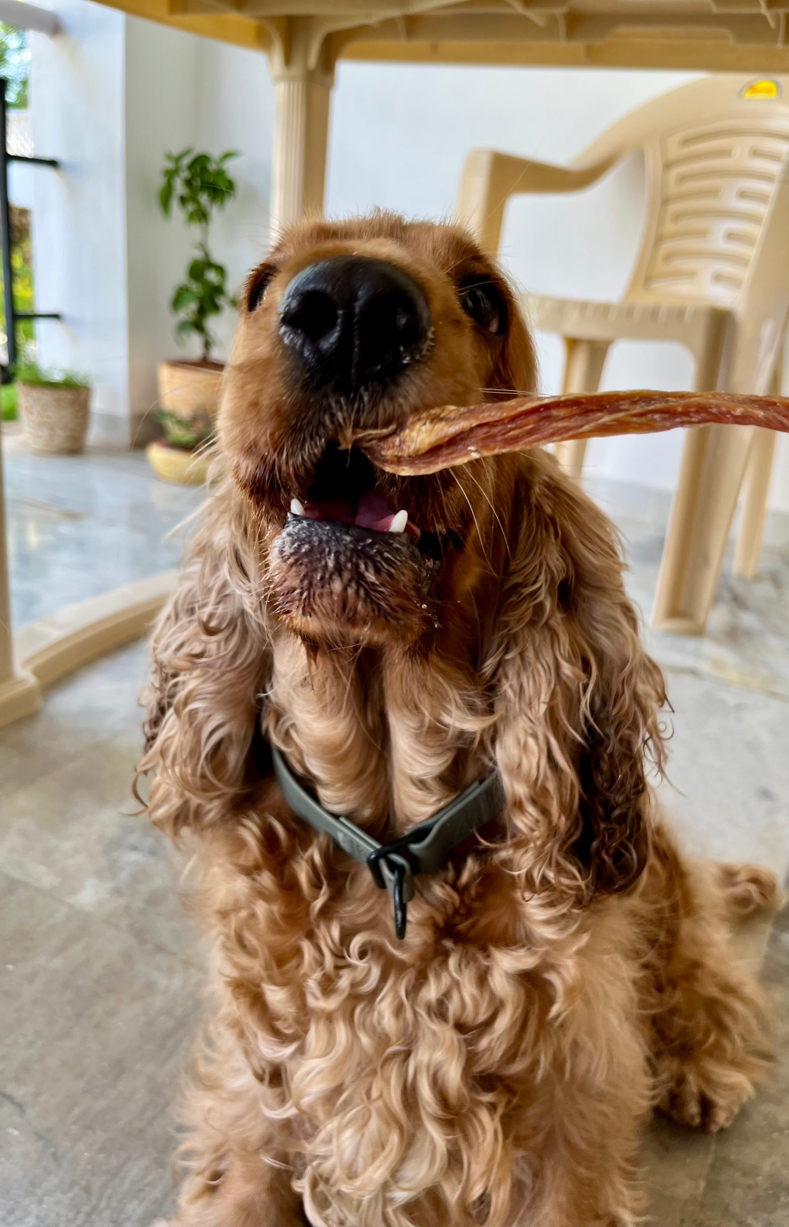 Turkey Jerky Strips