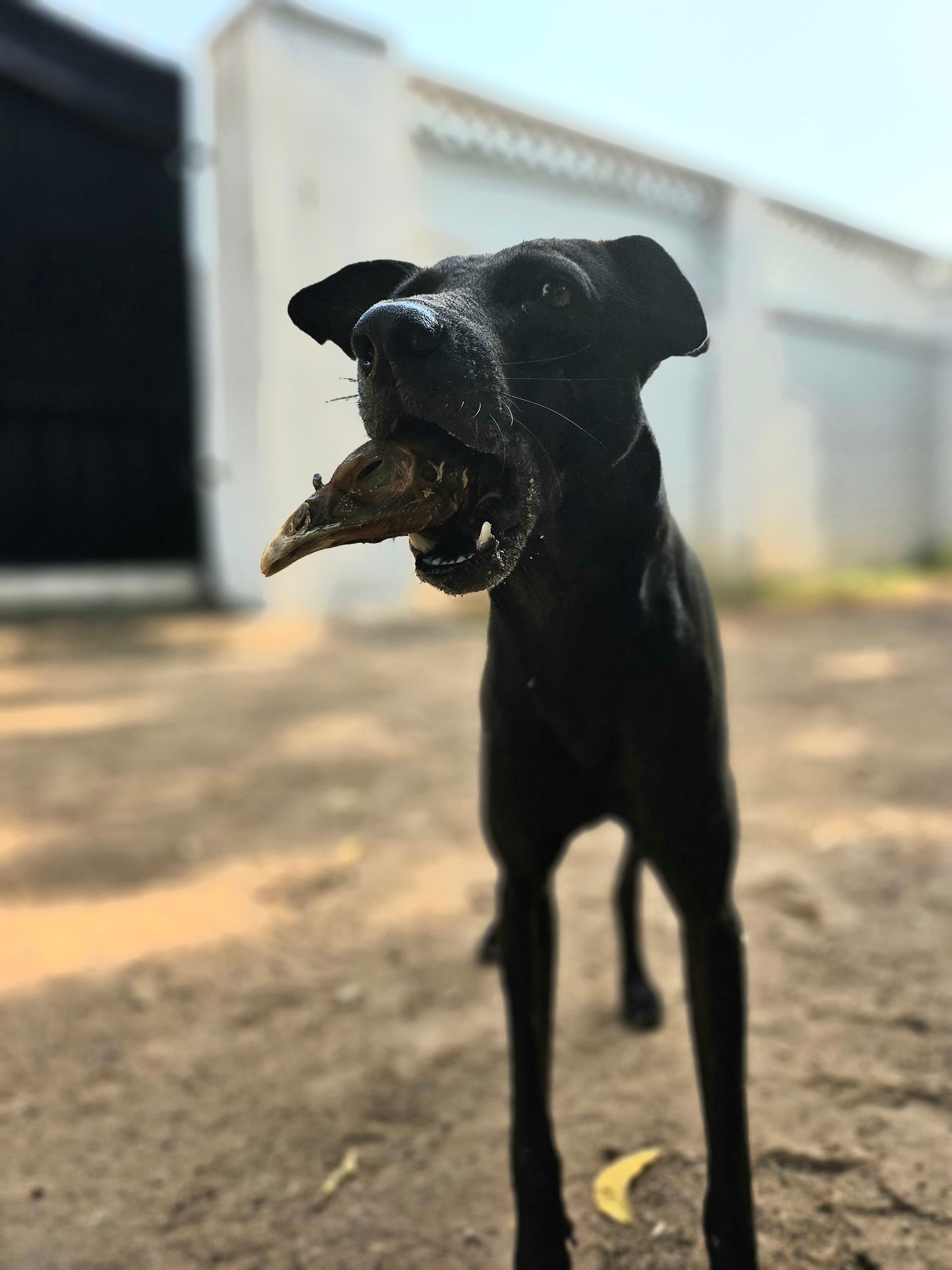 Turkey Heads - SPECIAL