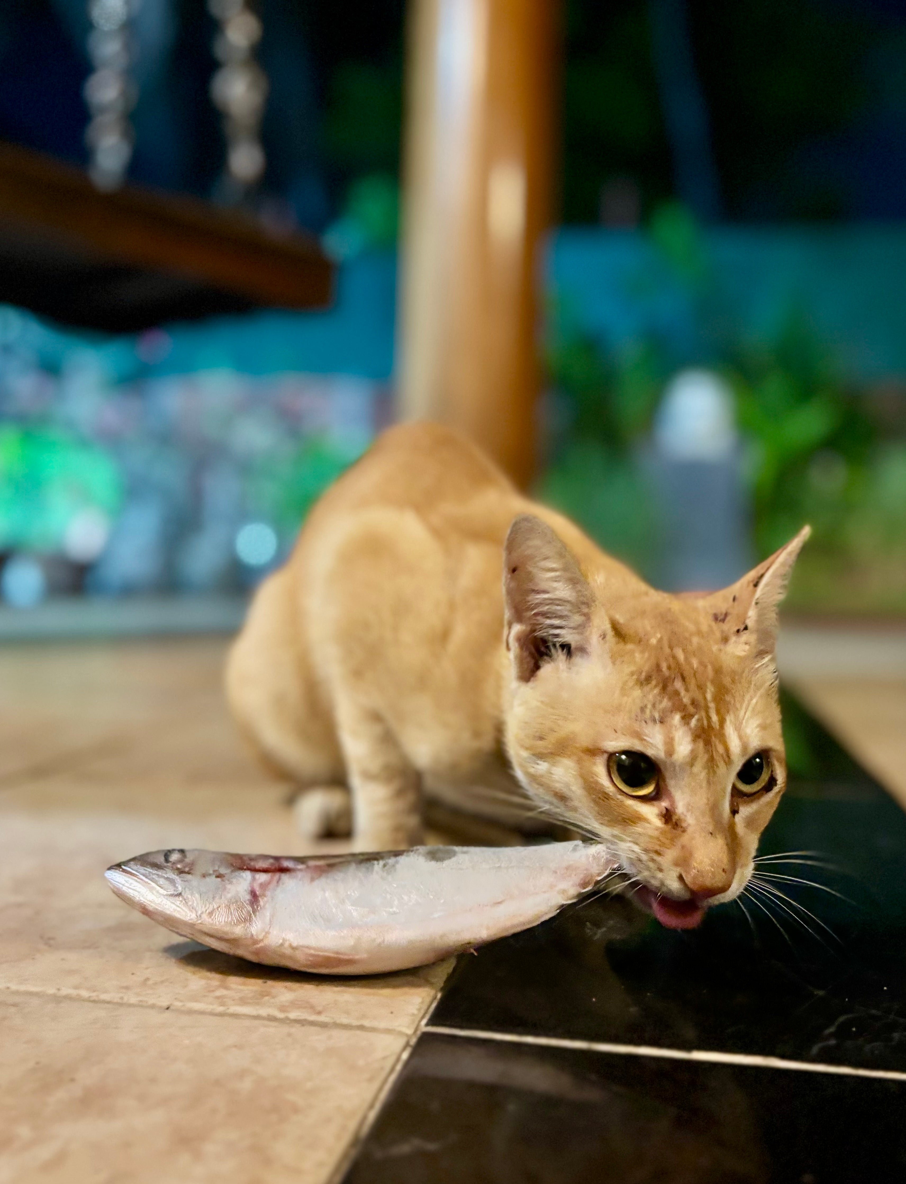 Small Ocean Fish Variety