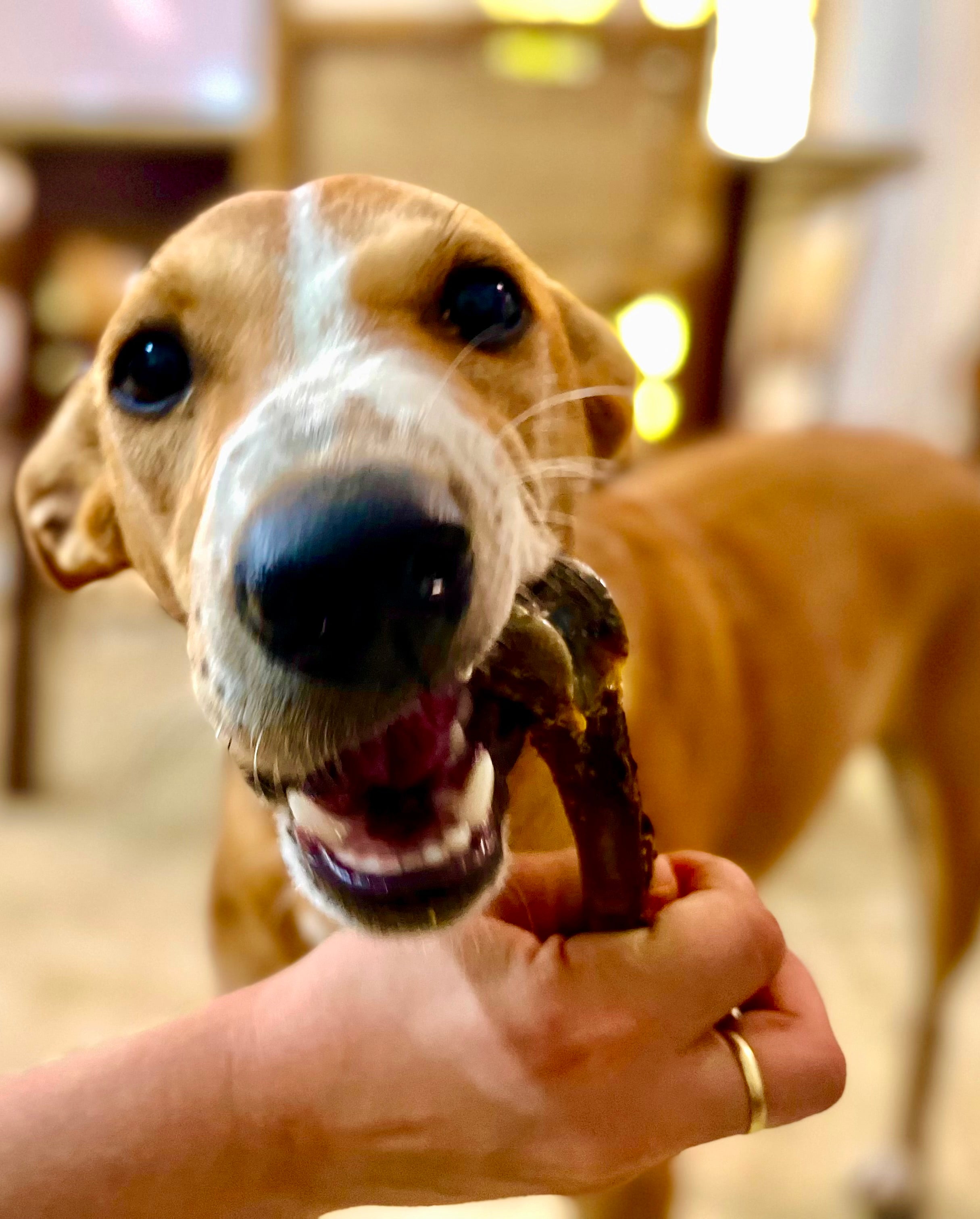 Turkey Chewbones
