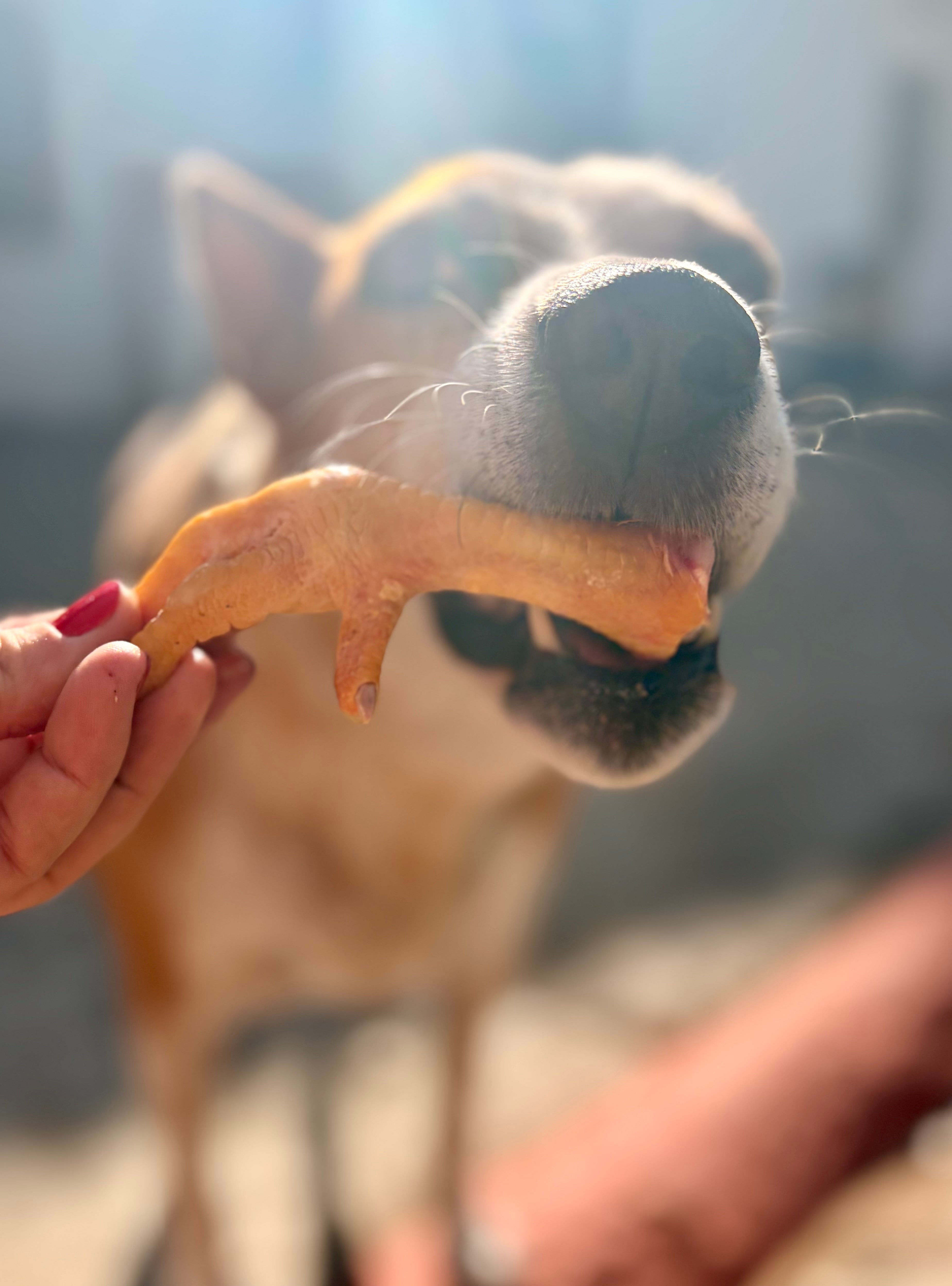 Meaty Chicken Bones