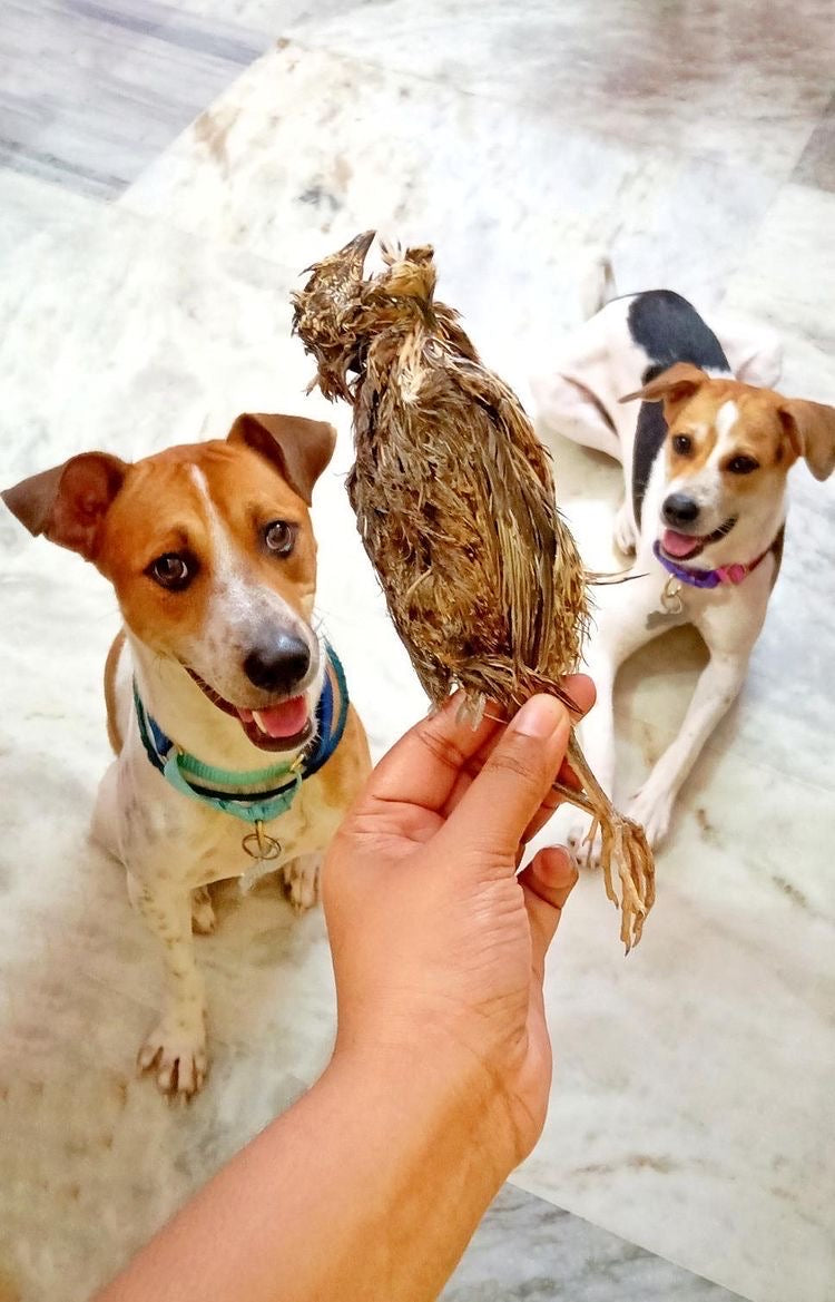 Quail Whole with feathers & head - SPECIAL