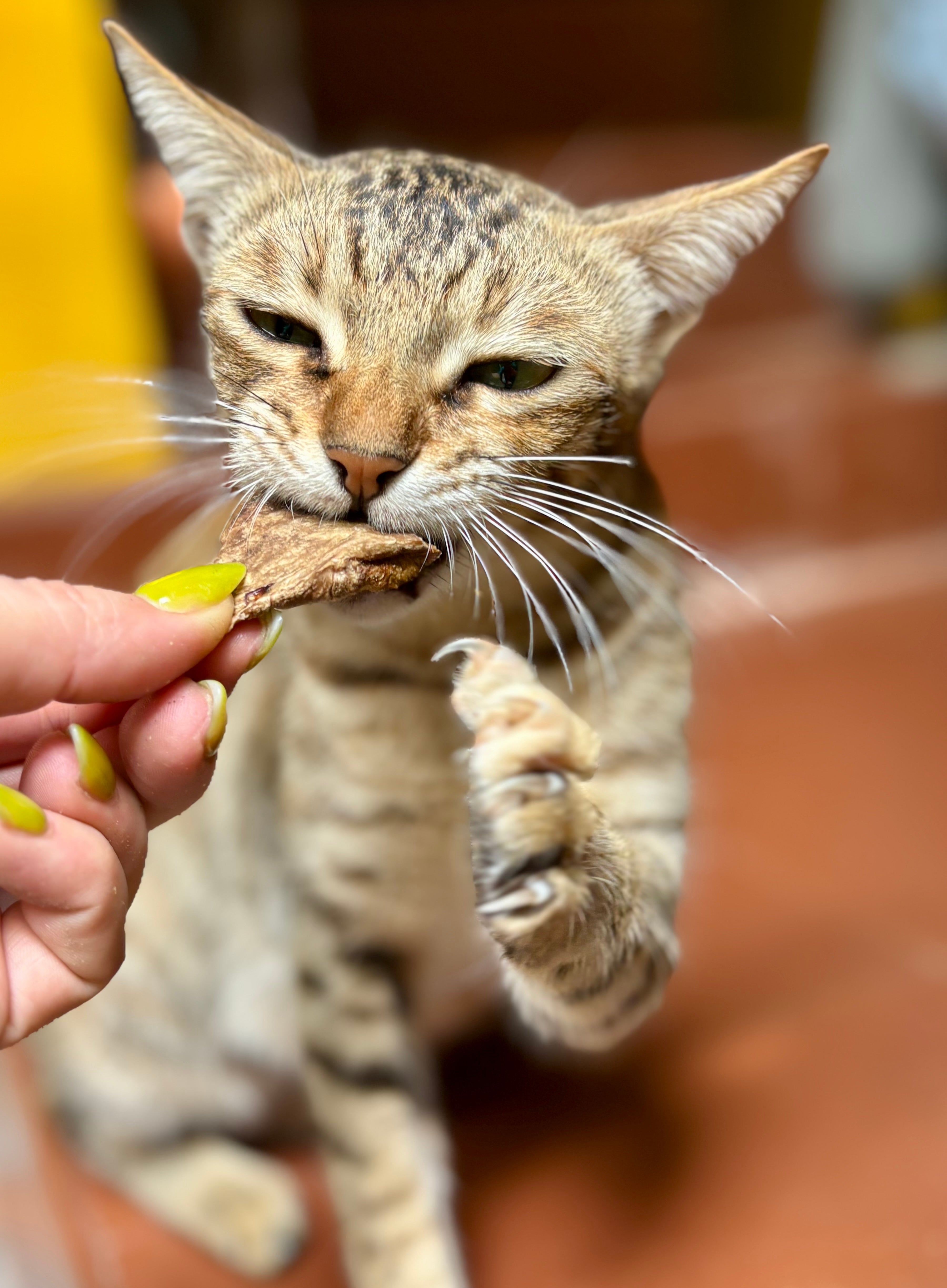 Beef Lung Pops - SPECIAL