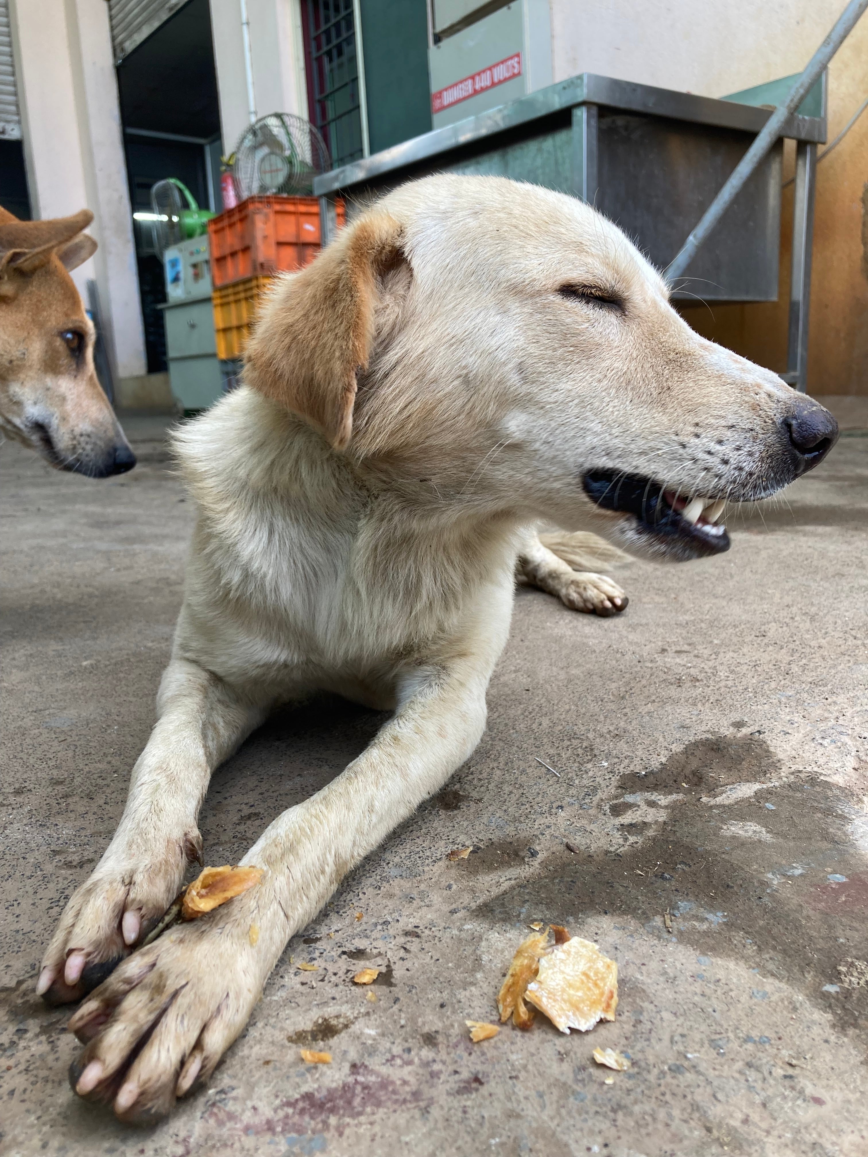 Shelter Pack - Salmon or Real Hide Chews