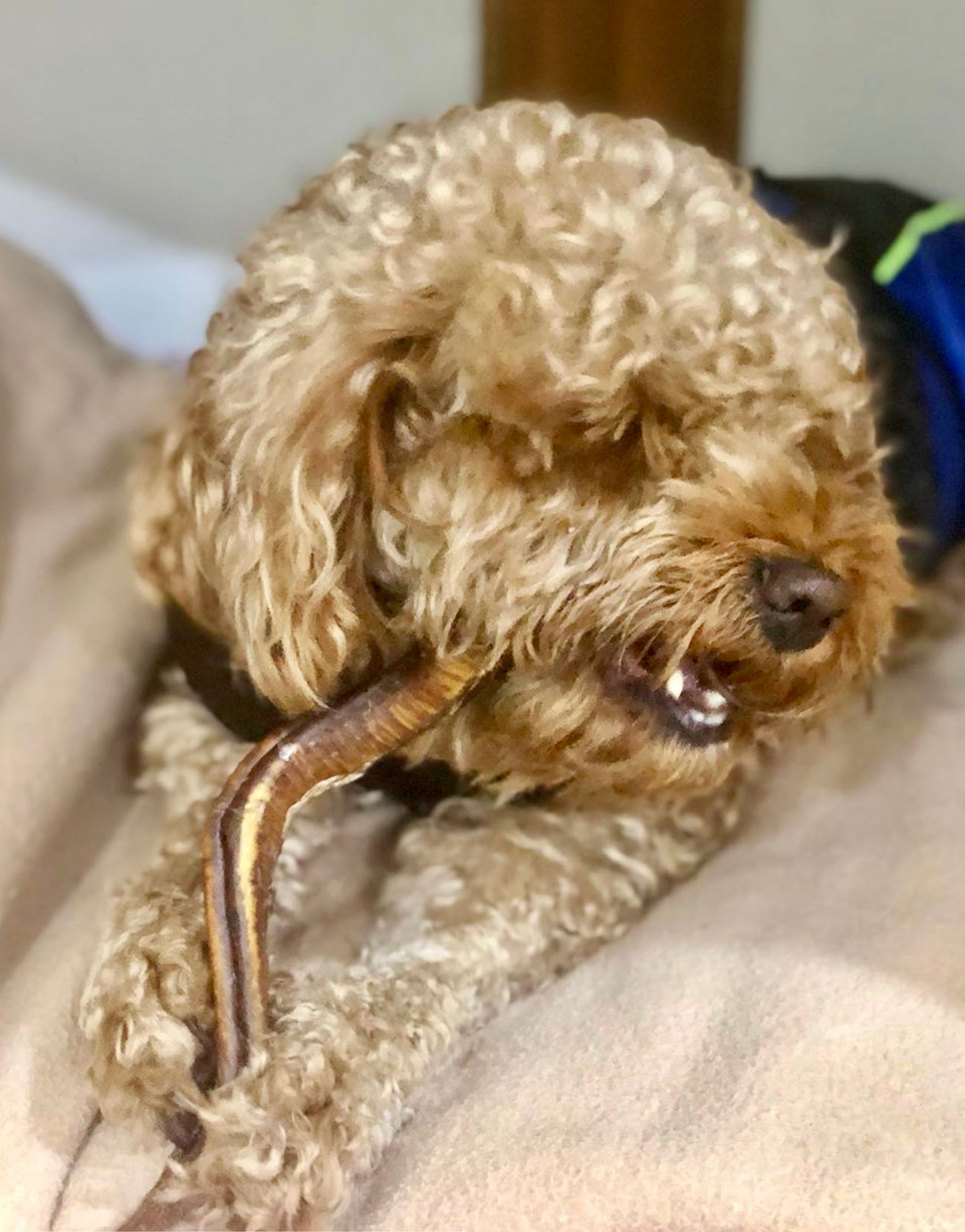 Beef Tendon & Pizzle Combo