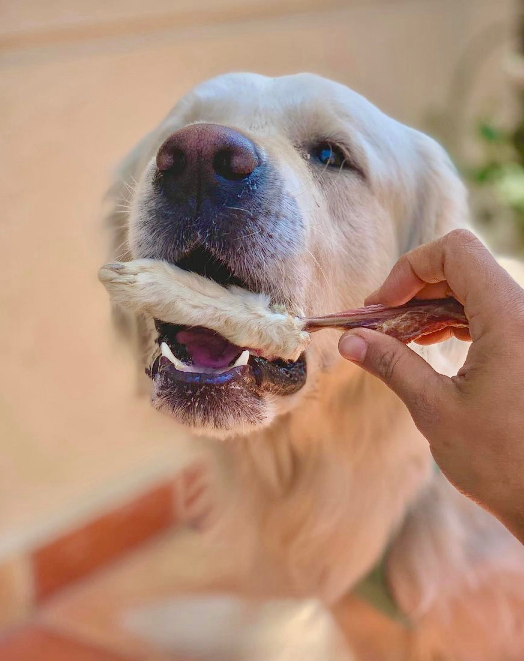 Rabbit Paw Pack - detoxing Chew