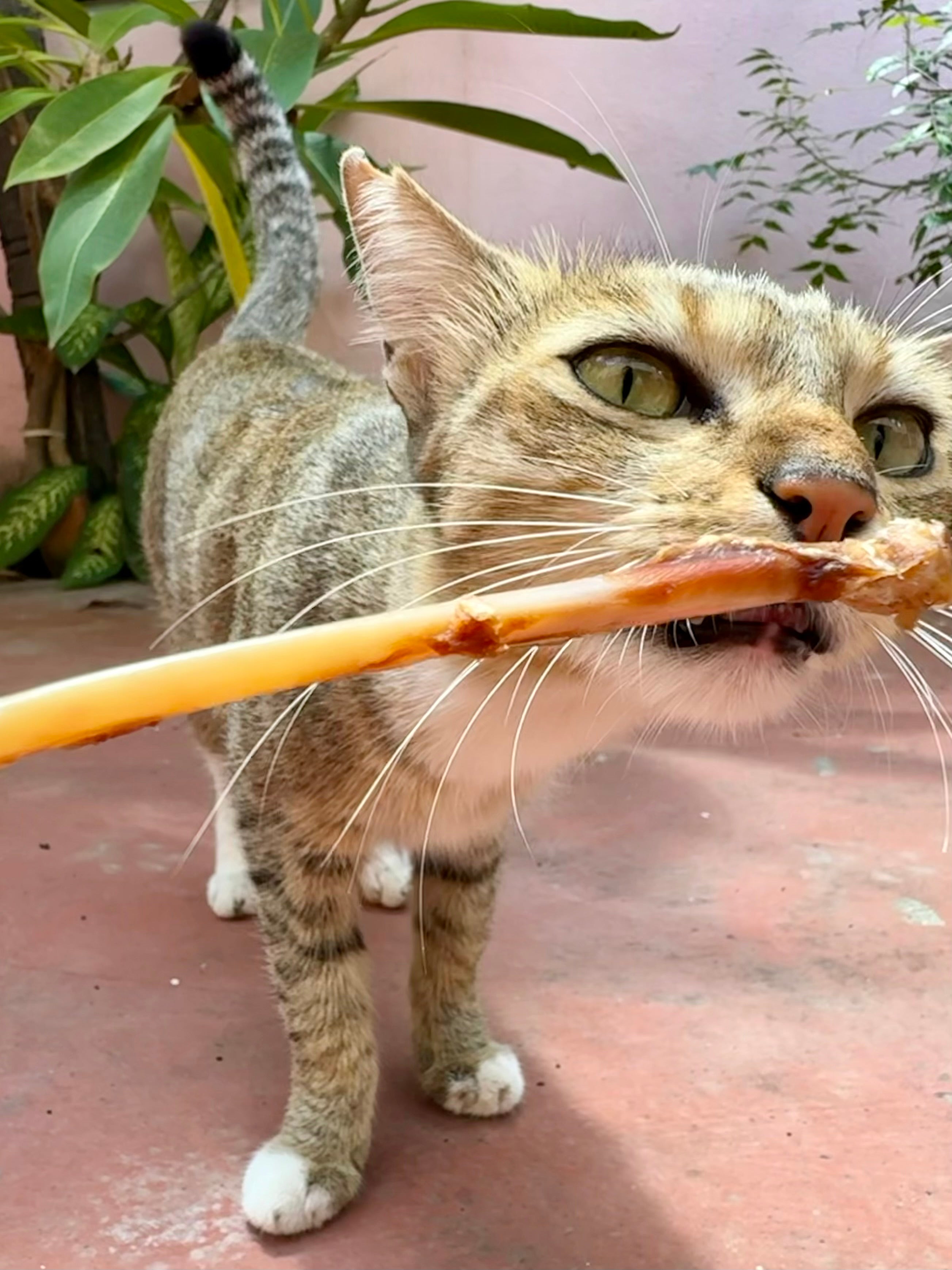 Turkey Chewsticks for Cats & small Dogs - 5 PC