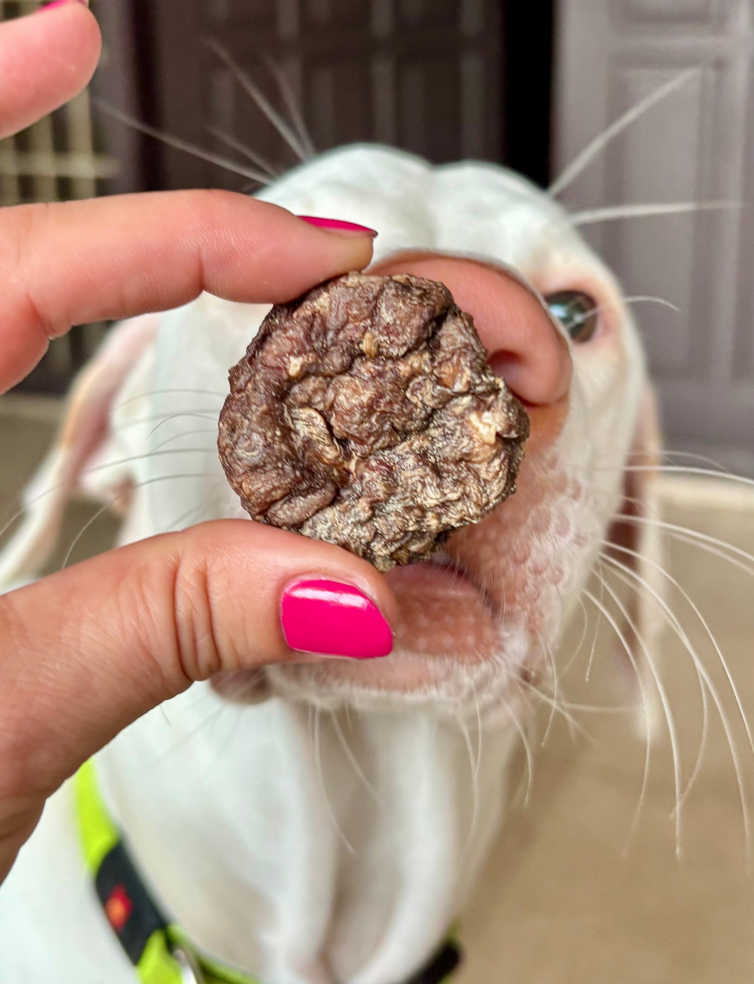 Pork Cookies - SPECIAL