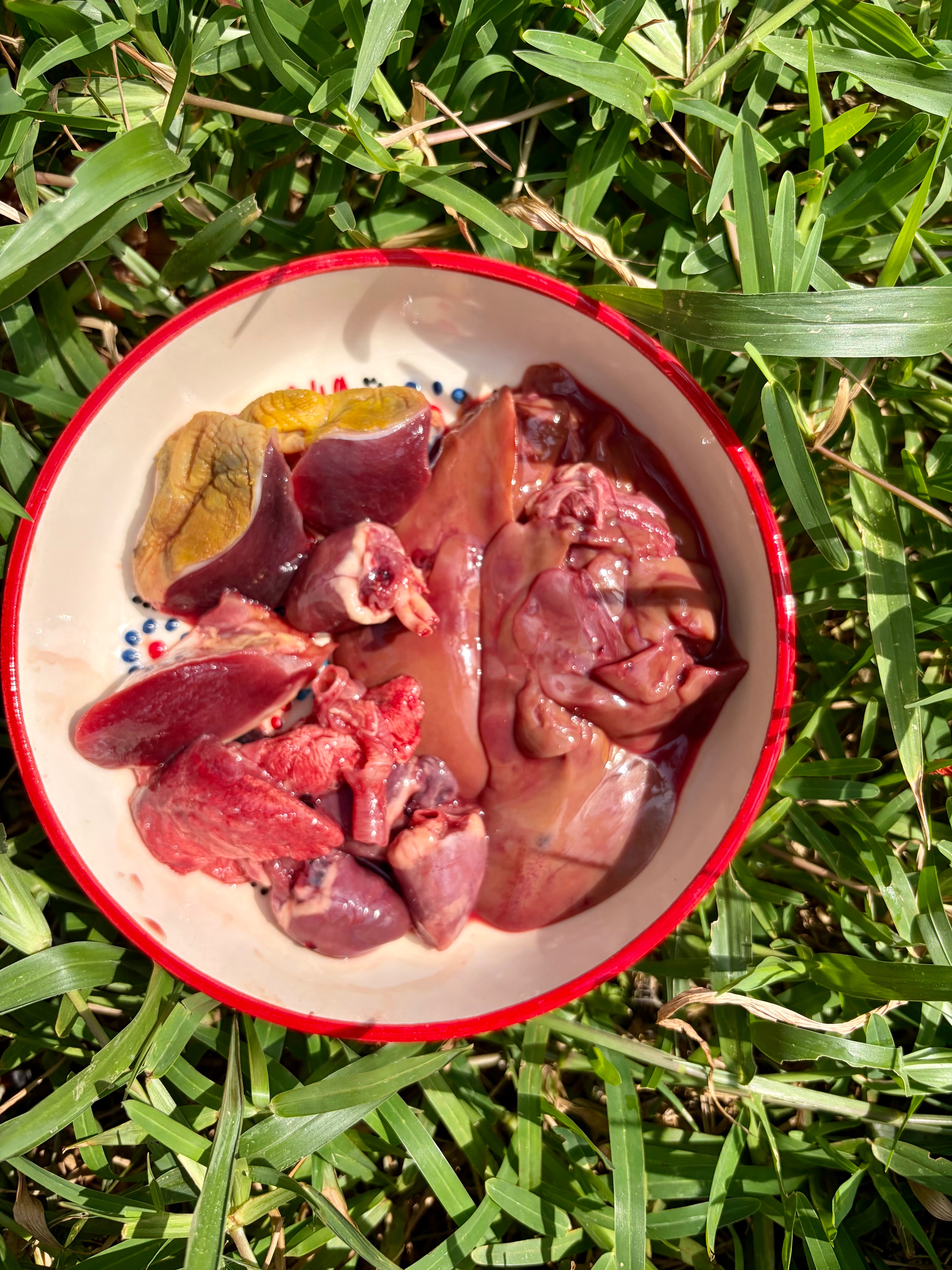 Duck Organs (Variety)