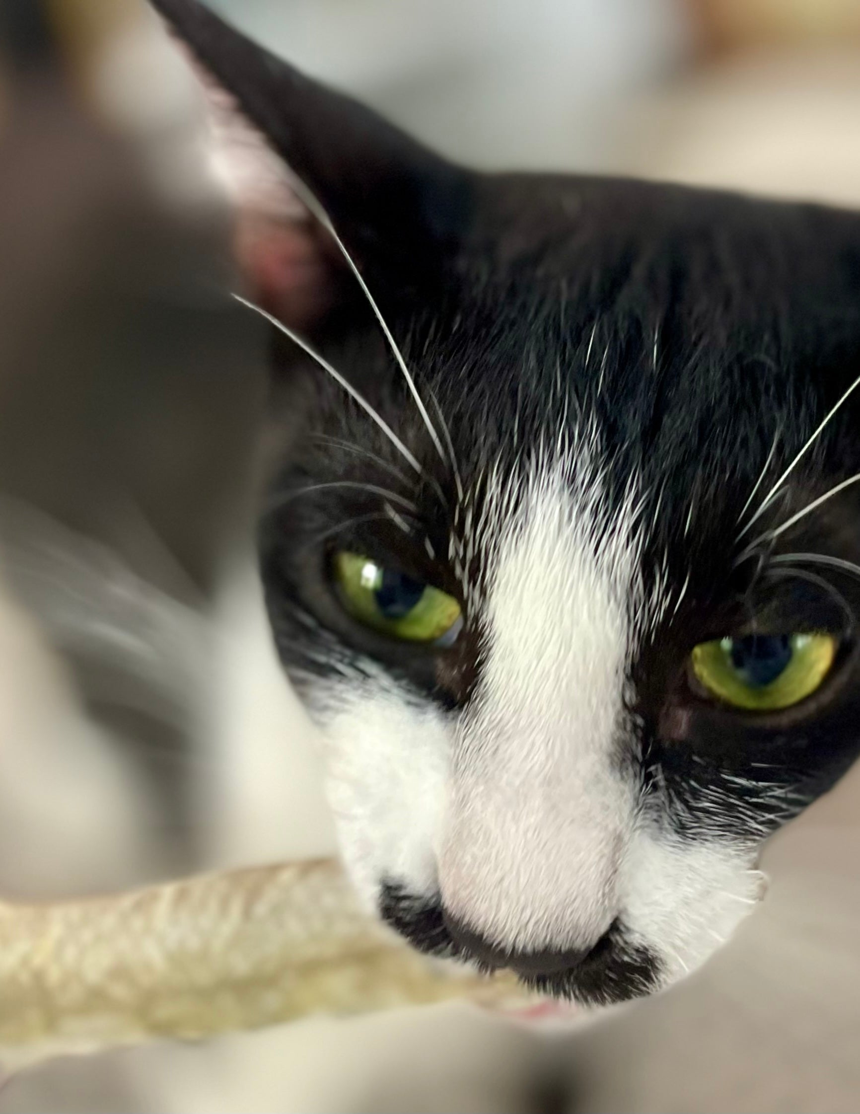 Norwegian Salmon Skin Crisps