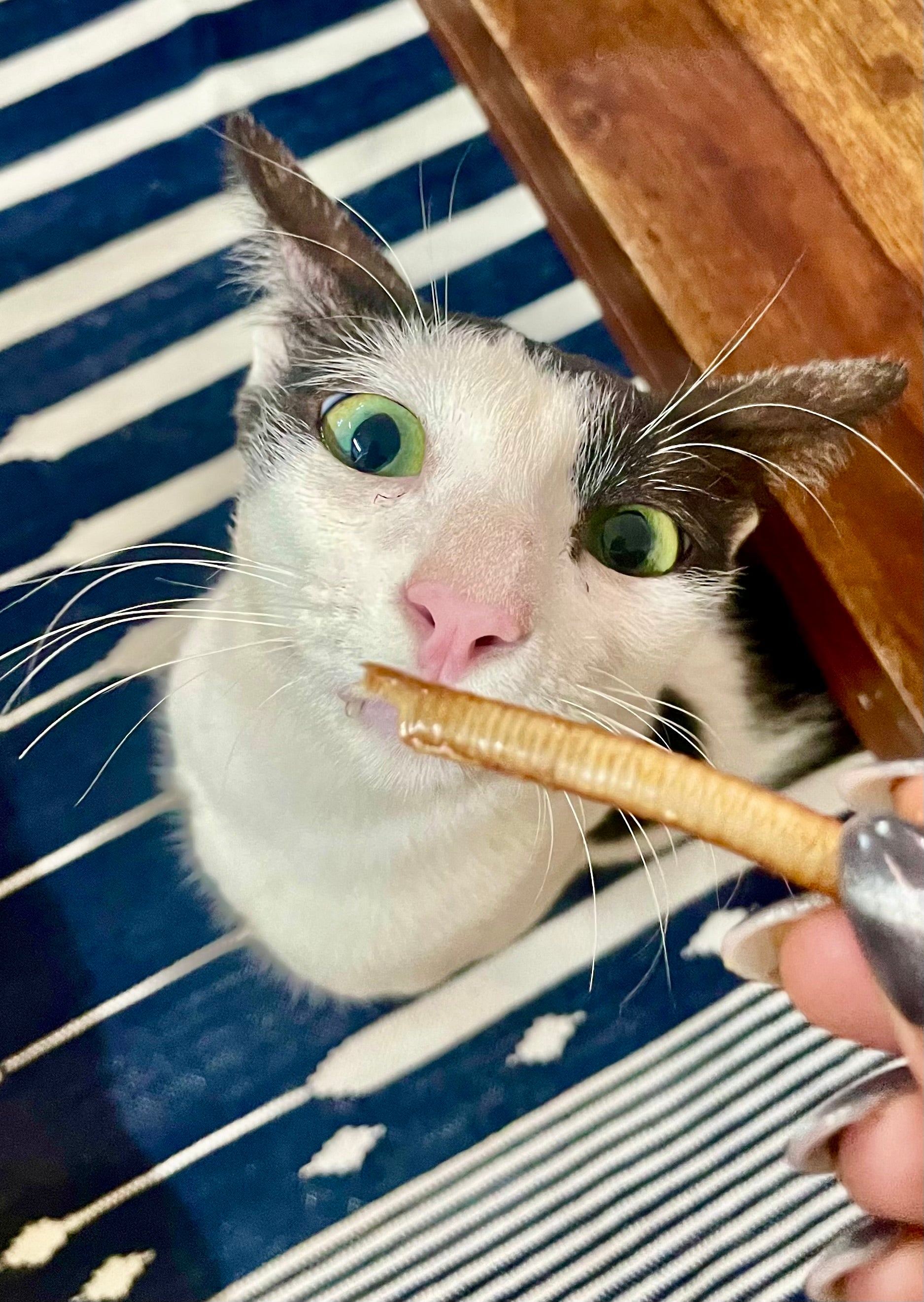 Mini Tracheas - Turkey & Duck Mix