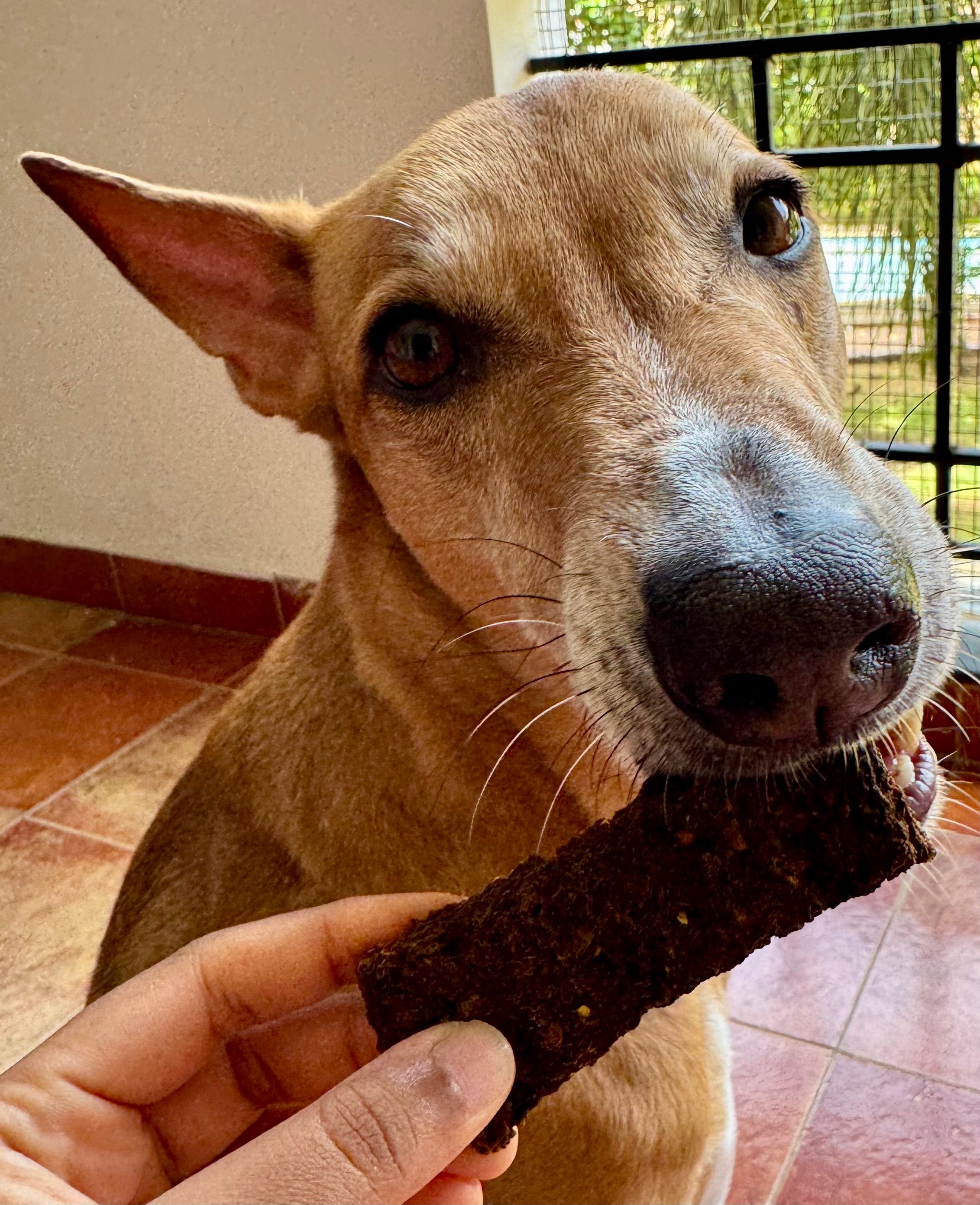 Fiber Bar - 100% Veg