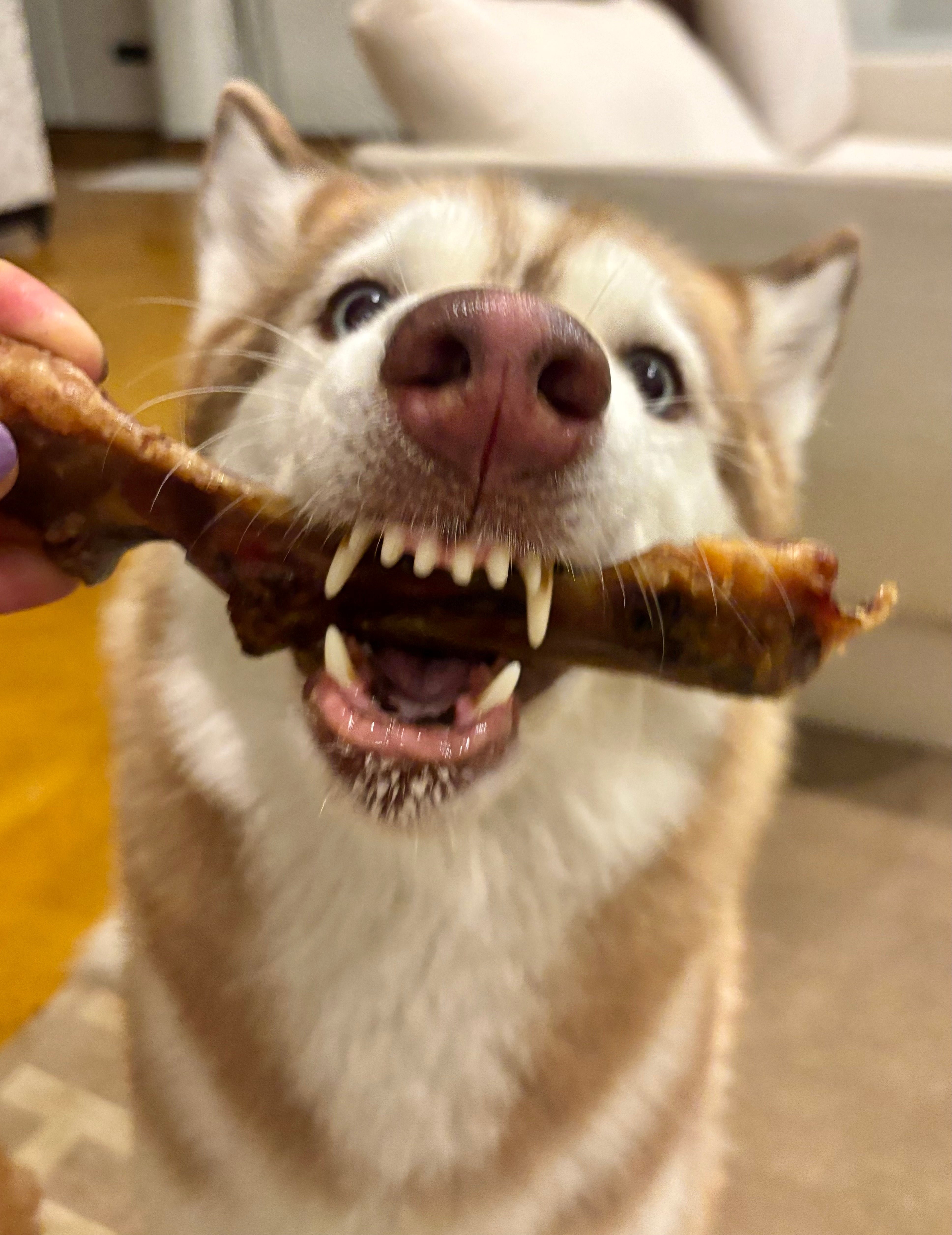 Pork Chewbone Variety