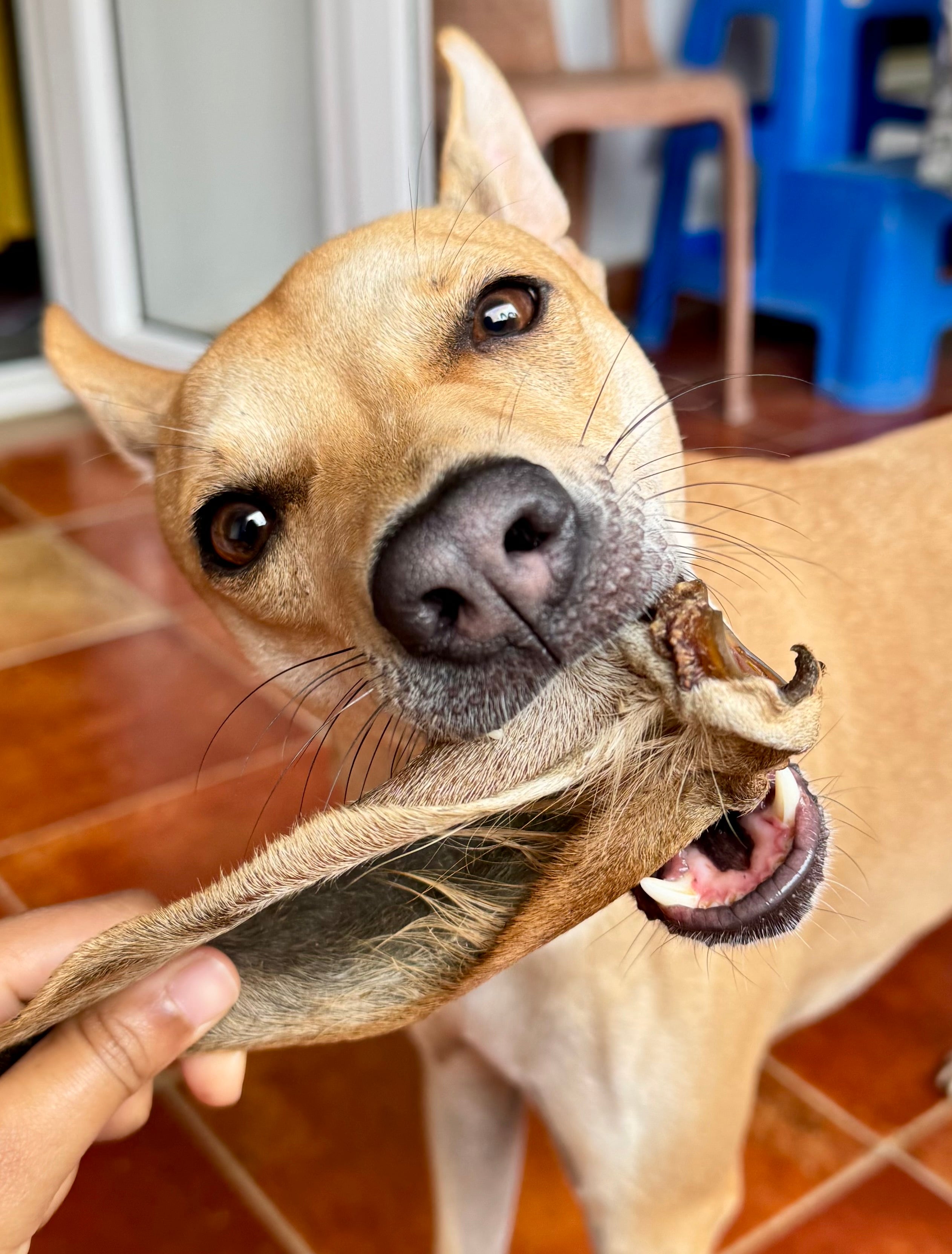 Beef Ears with Cartilage - SPECIAL