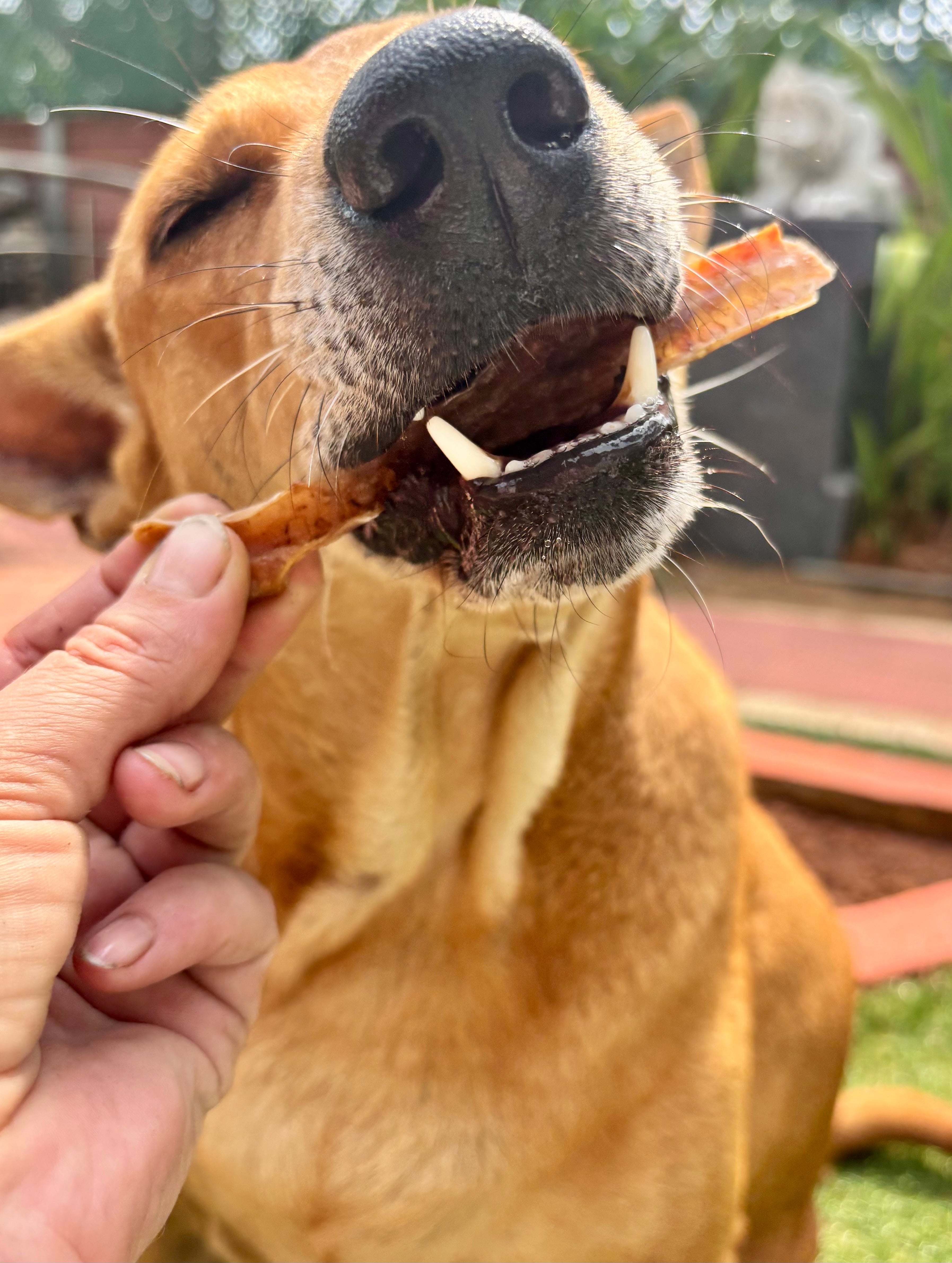 Pork Belly Strips - SPECIAL