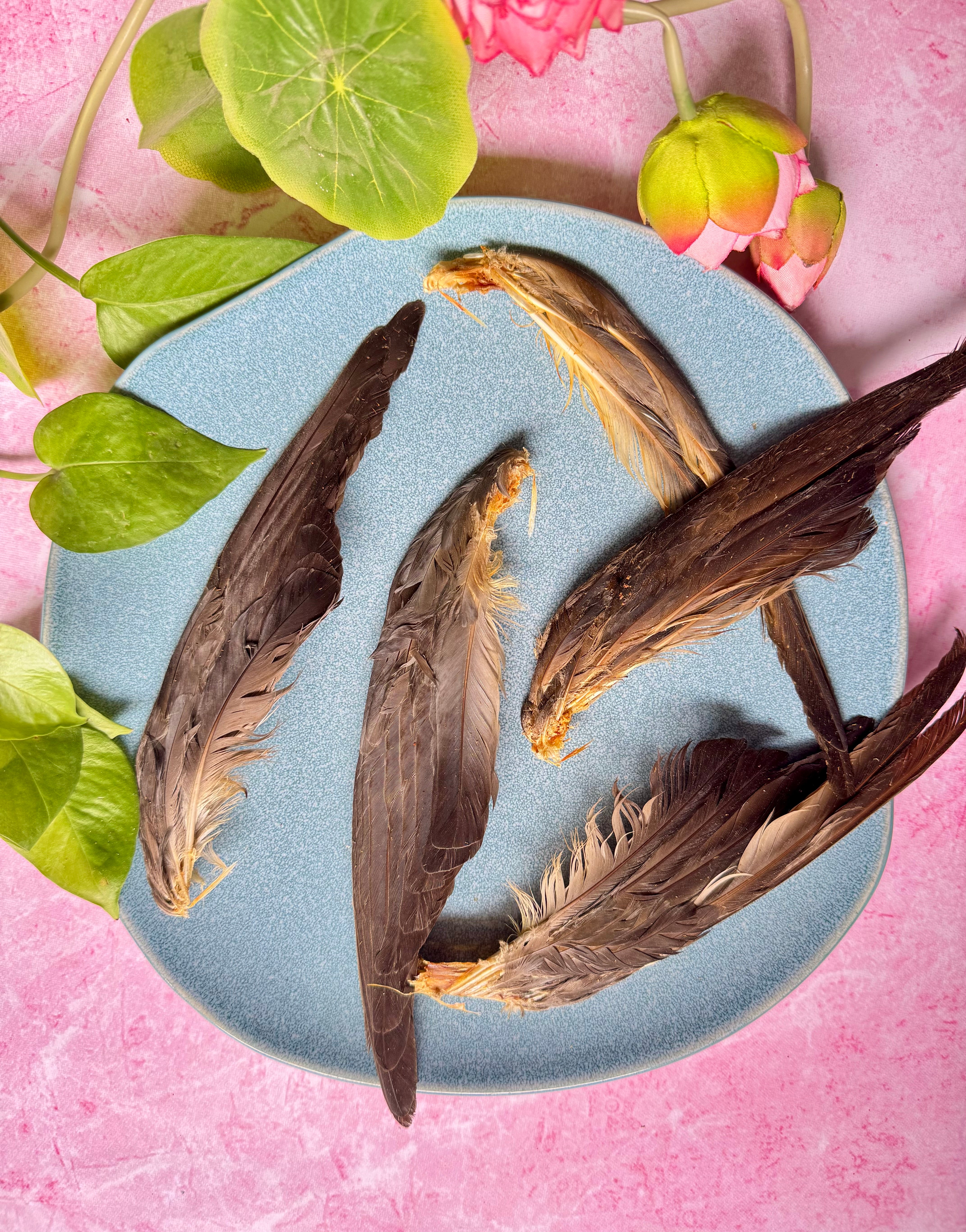 Squab Pigeon Wingtips - SPECIAL