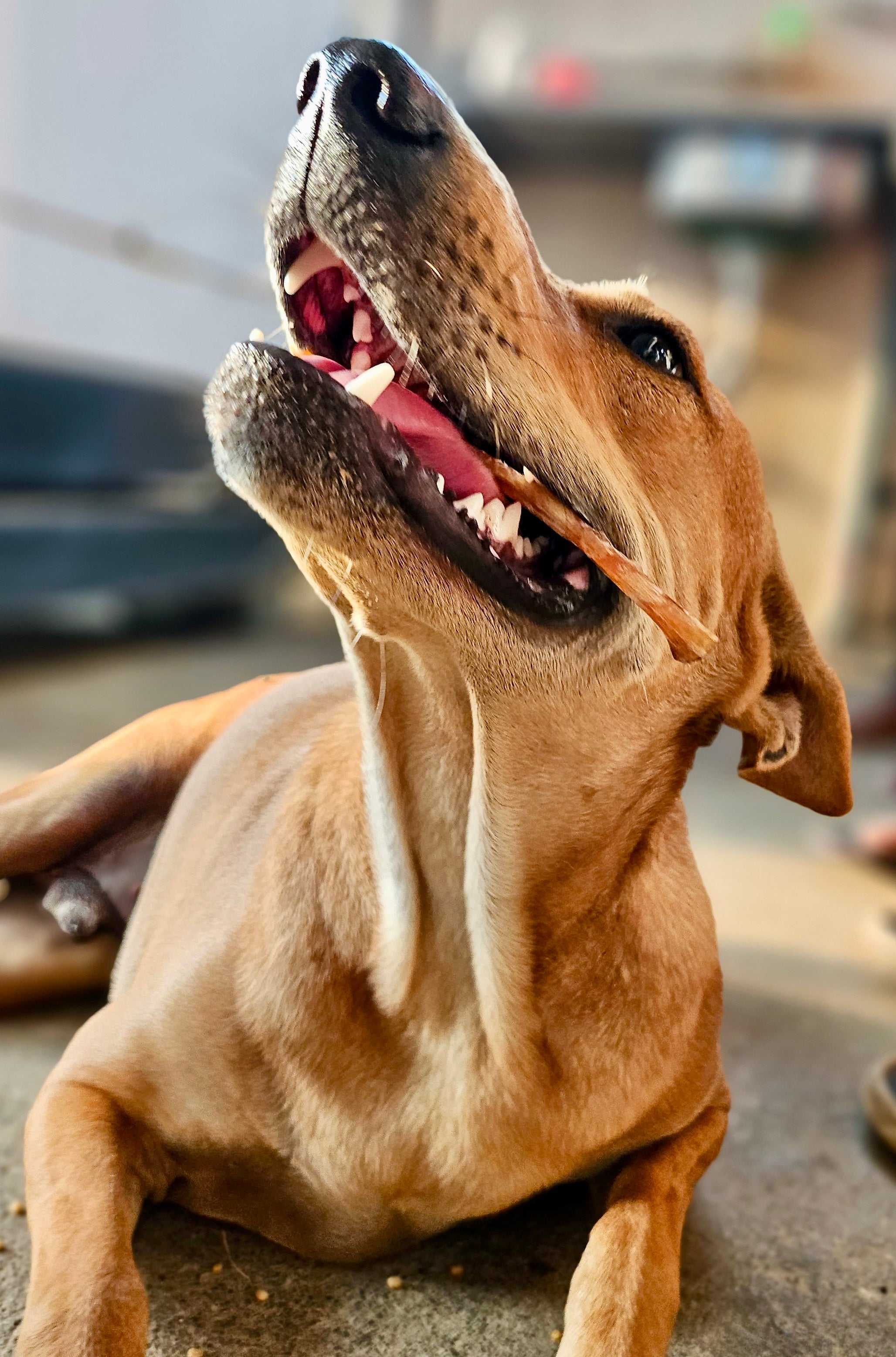 Turkey Chewsticks - 5 PC