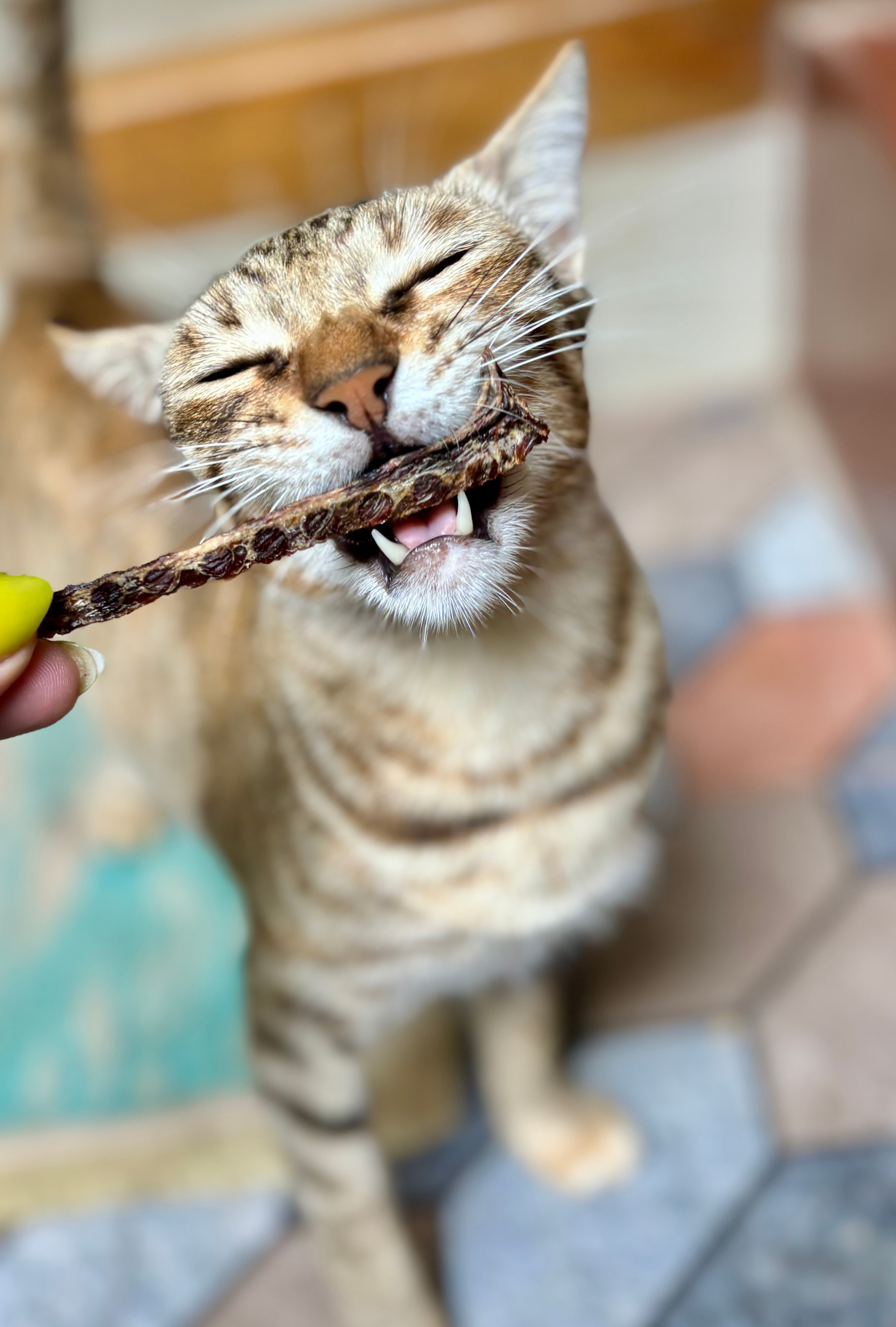 Buffalo Jerky Strips