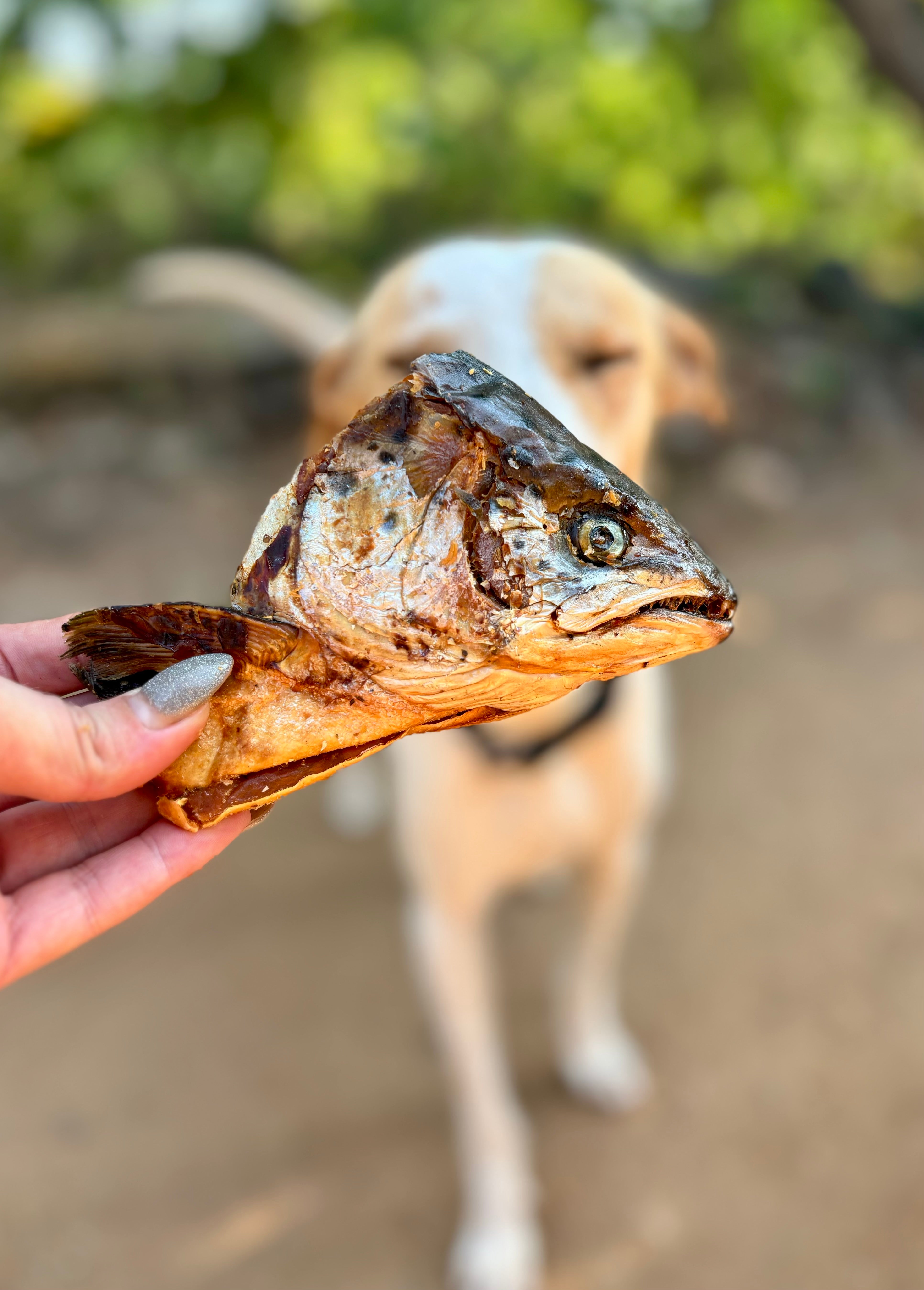 Norwegian Salmon Whole Heads