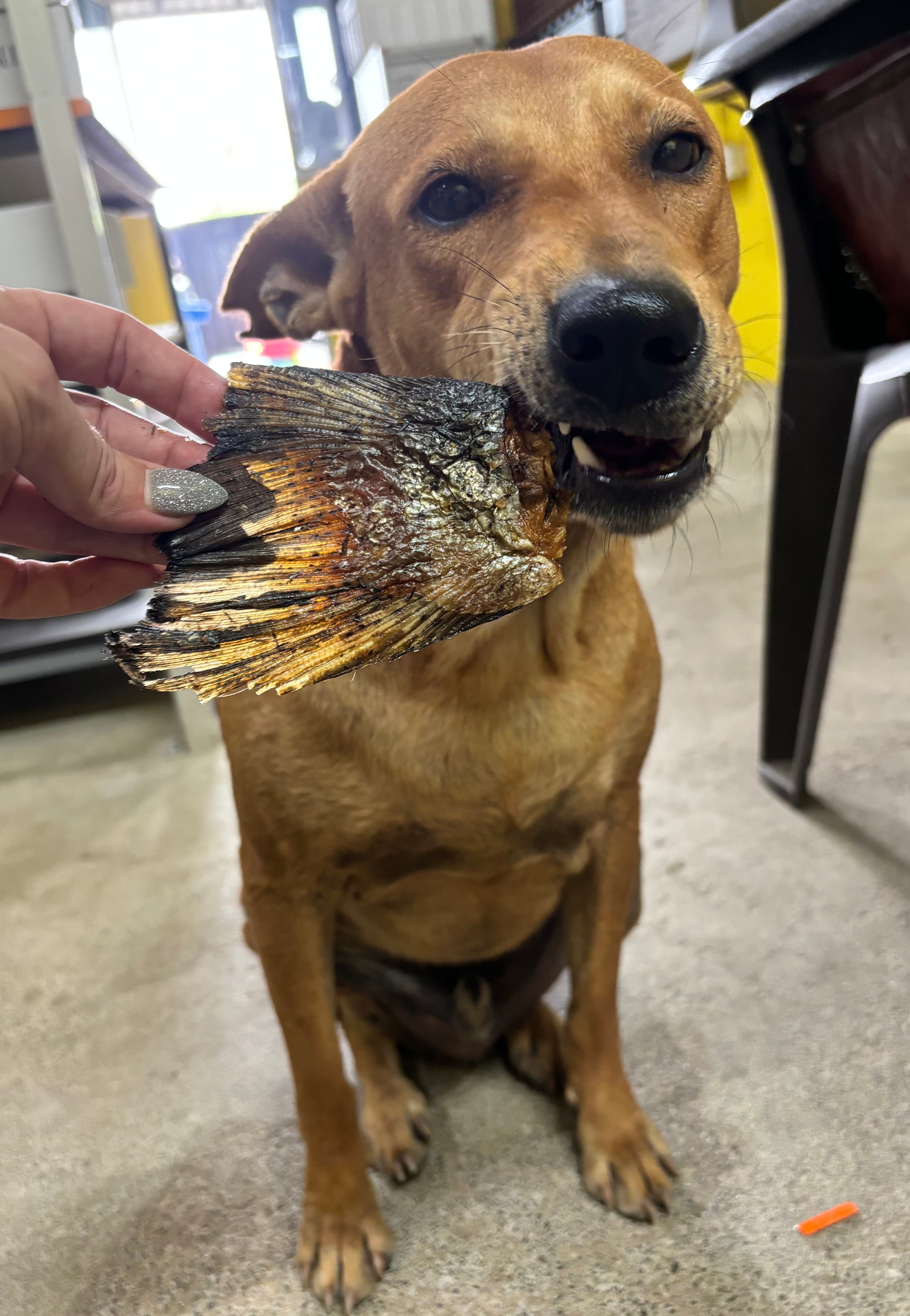 Norwegian Salmon Tailfins