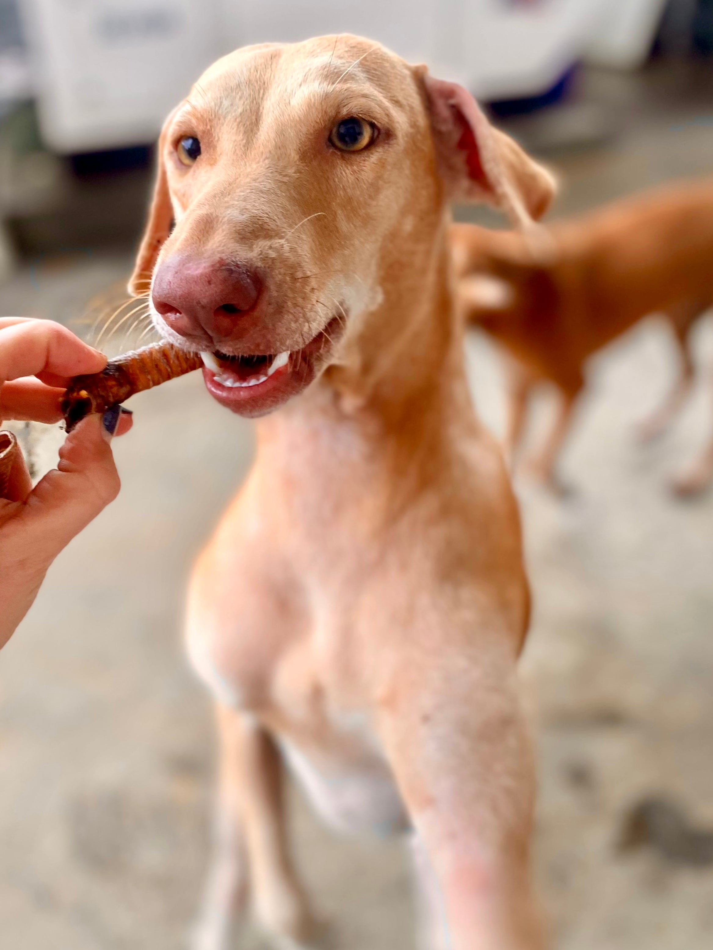 Joint Support Box for Dogs