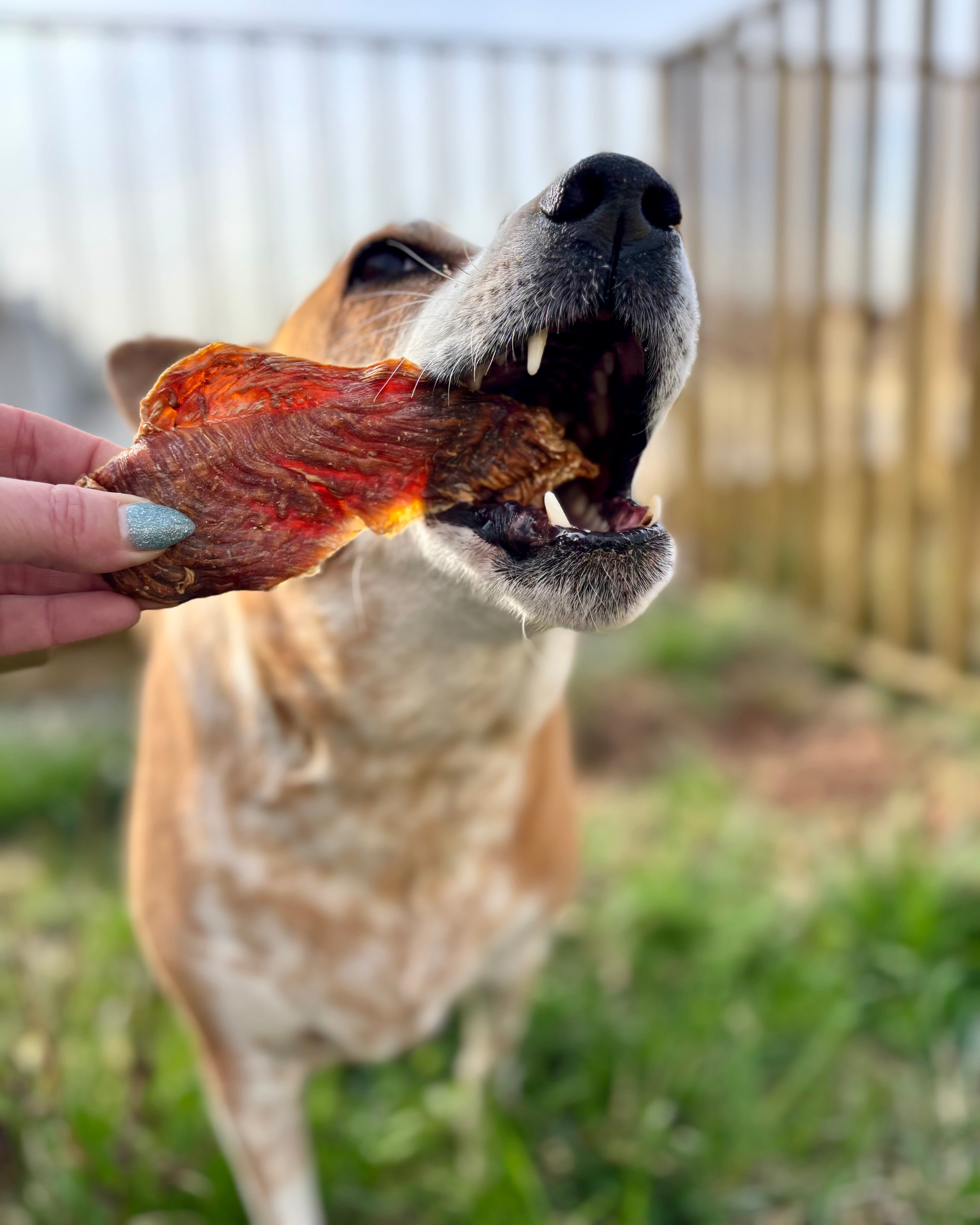 Chicken Fillet Steak