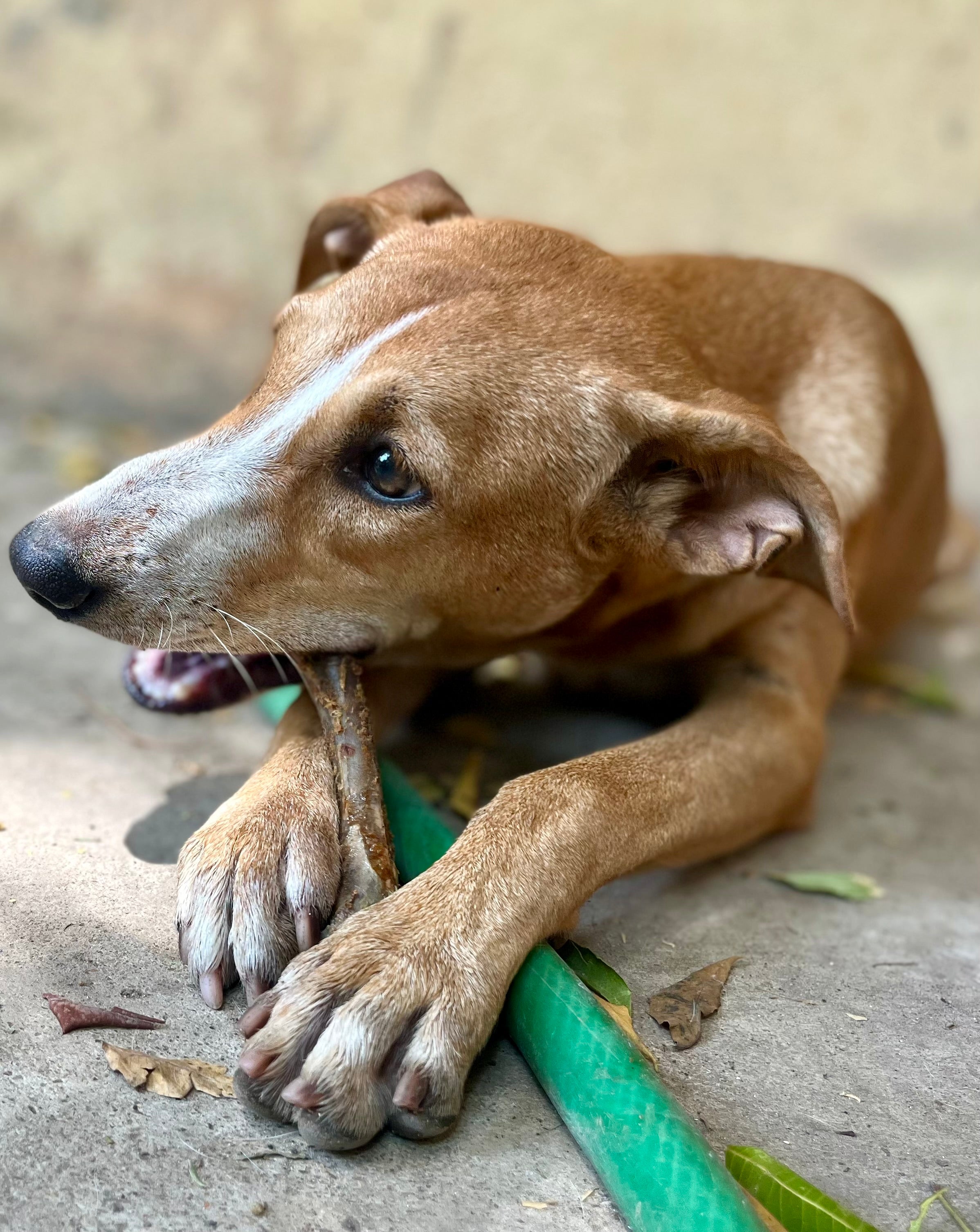 Turkey Classic Chewbones