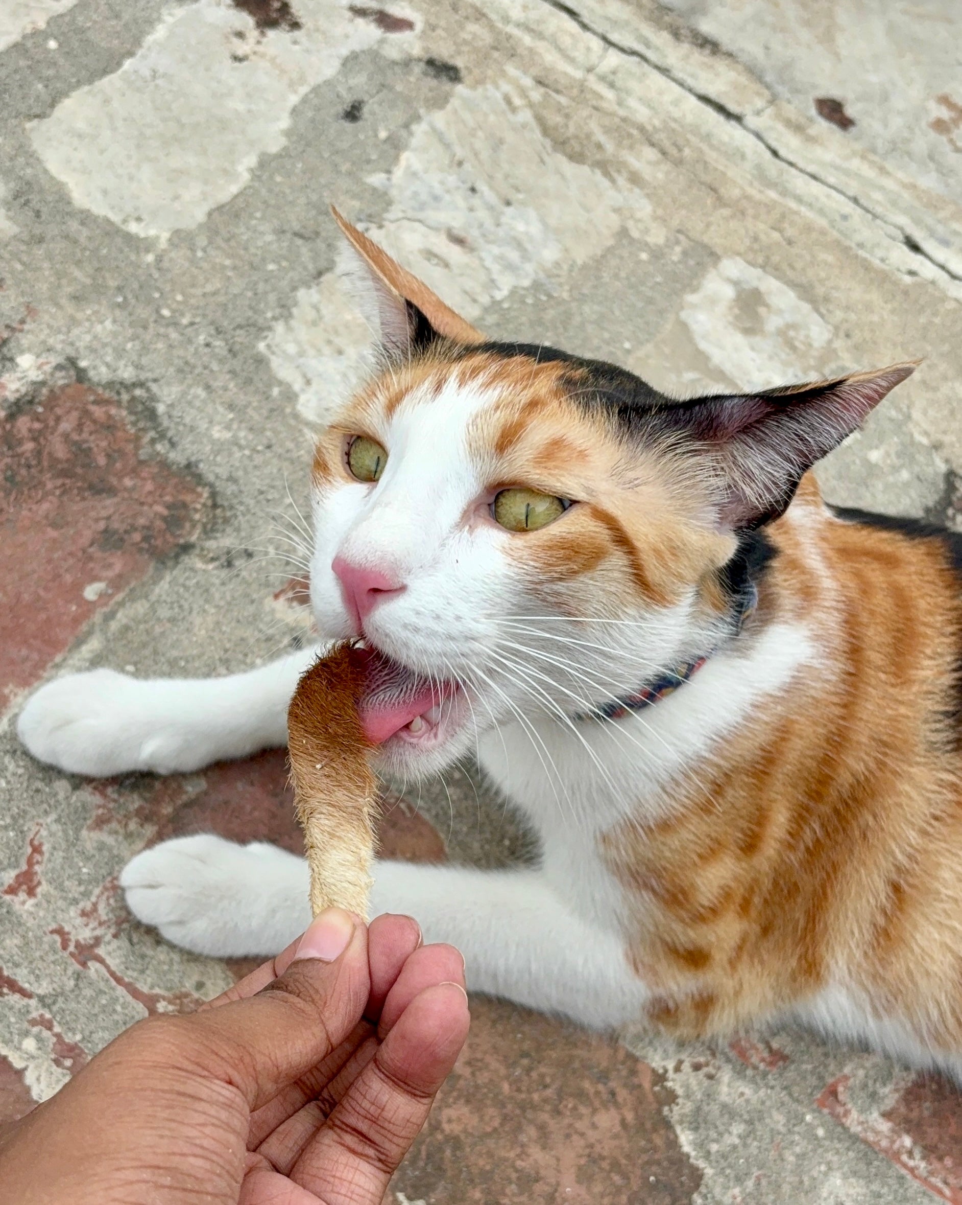 Real Hide Mini Chewstrips