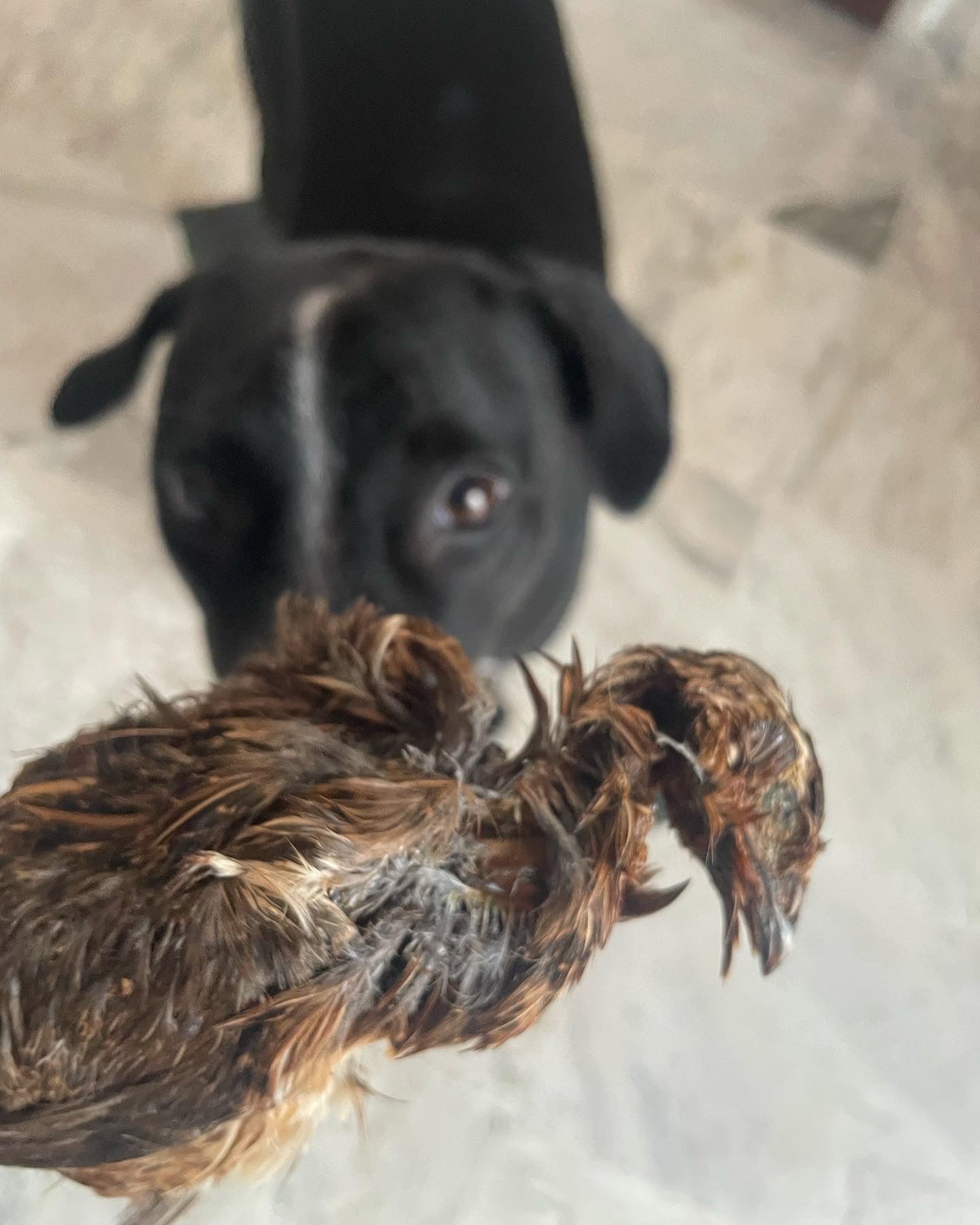Quail Whole with feathers & head - SPECIAL