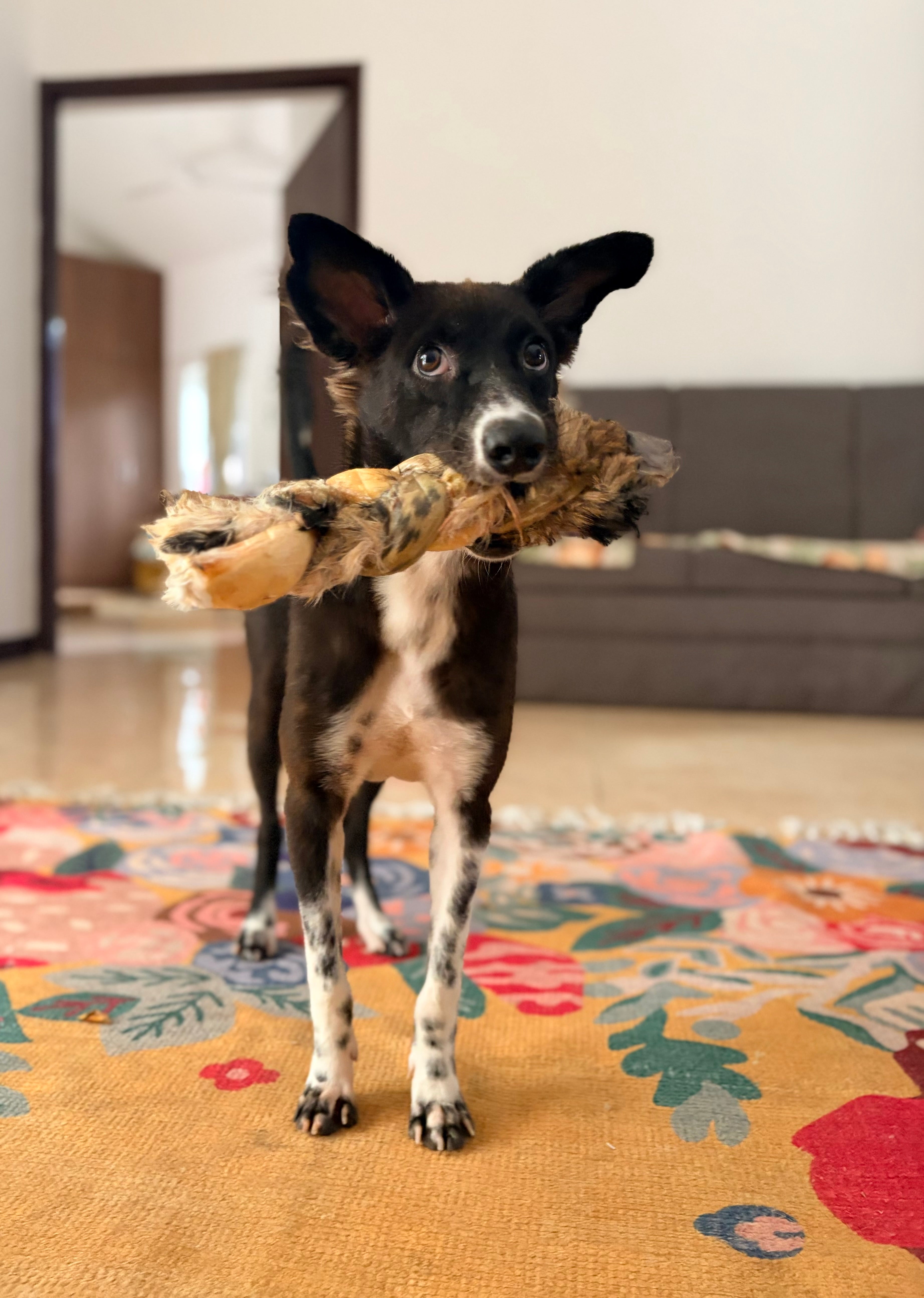 Boneless Rabbit Braid Chews - 9 inch +
