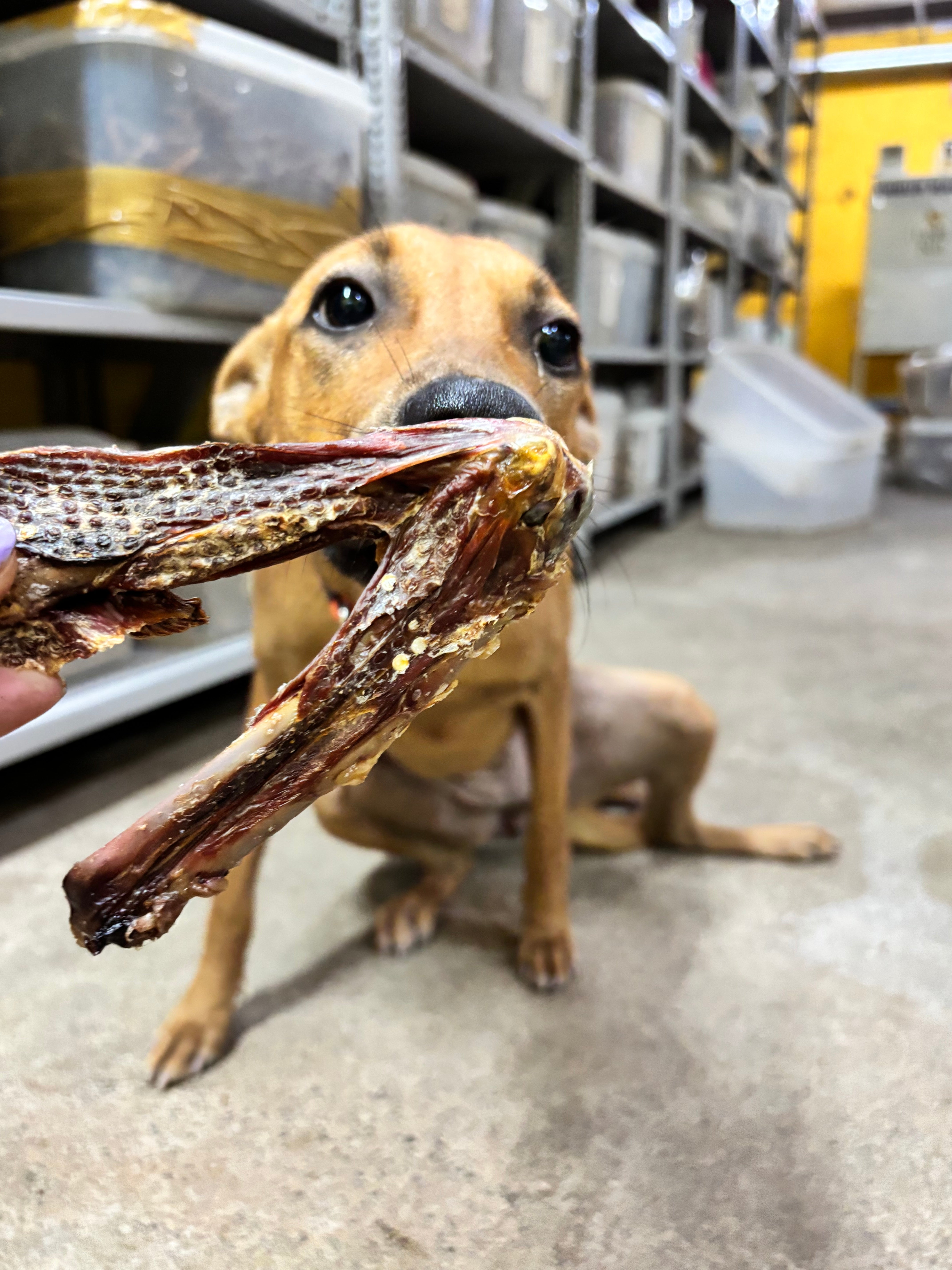 Skinless Turkey Wings - SPECIAL