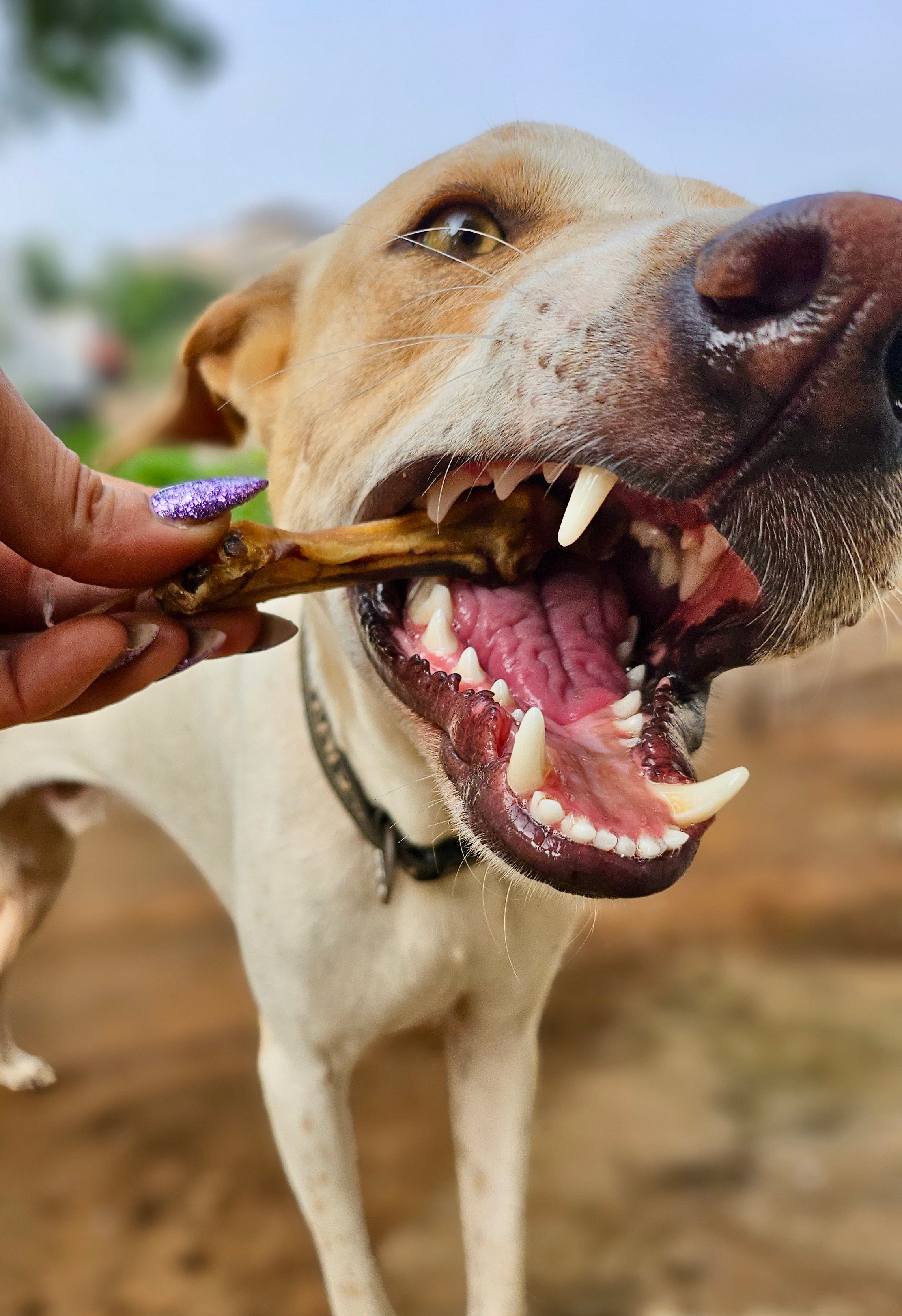 Chicken Mini Bones - SPECIAL