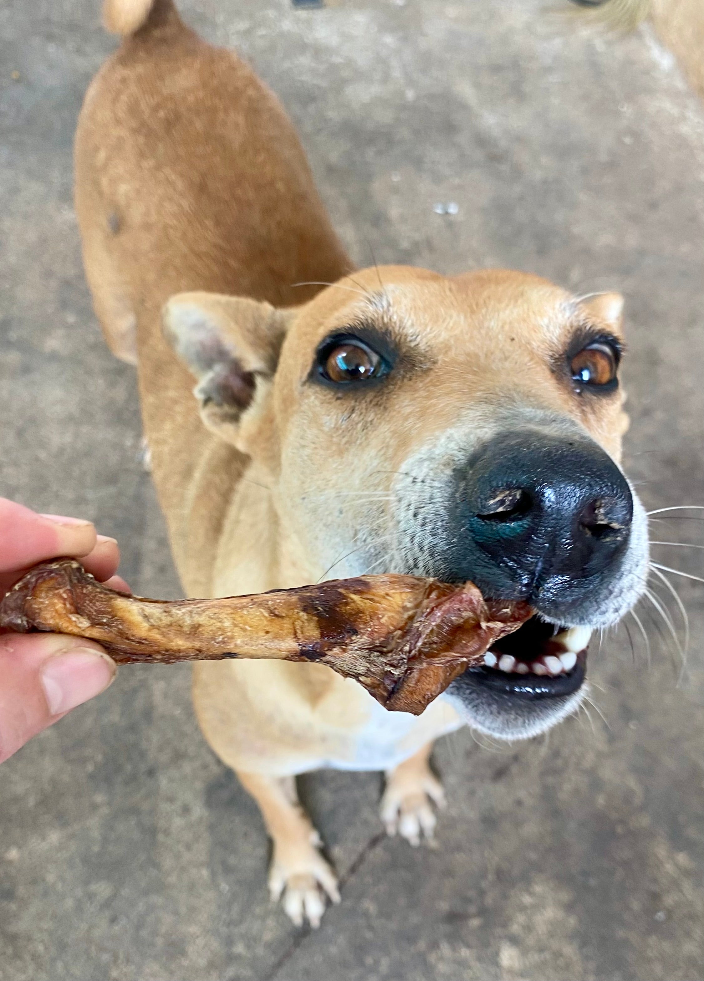 Chicken Mini Bones - SPECIAL