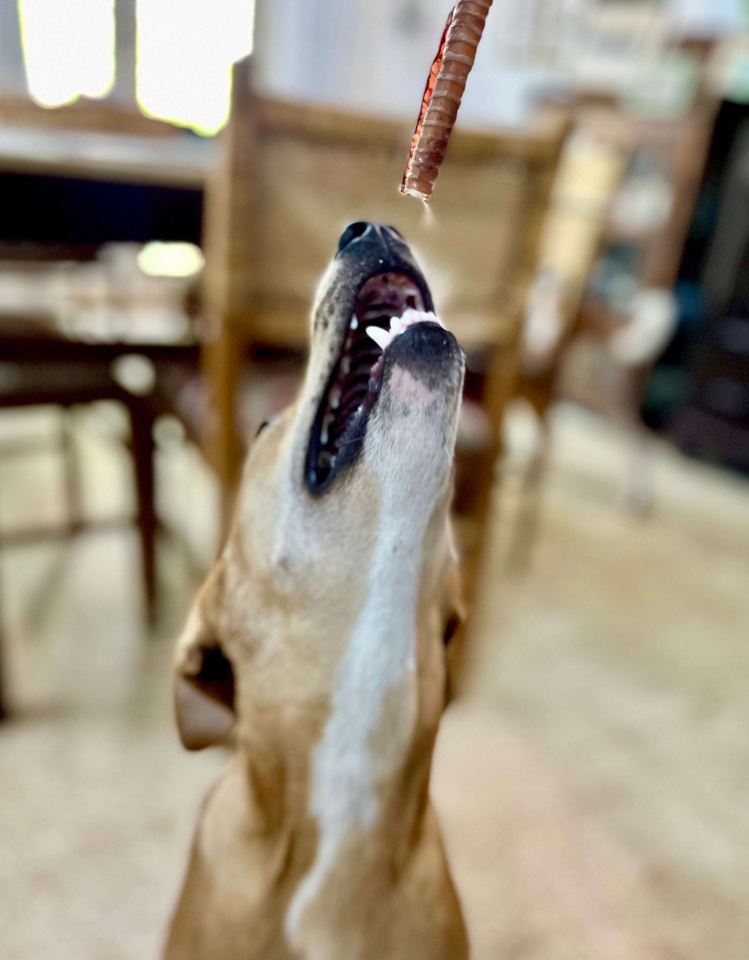 Mini Tracheas - Turkey & Duck Mix