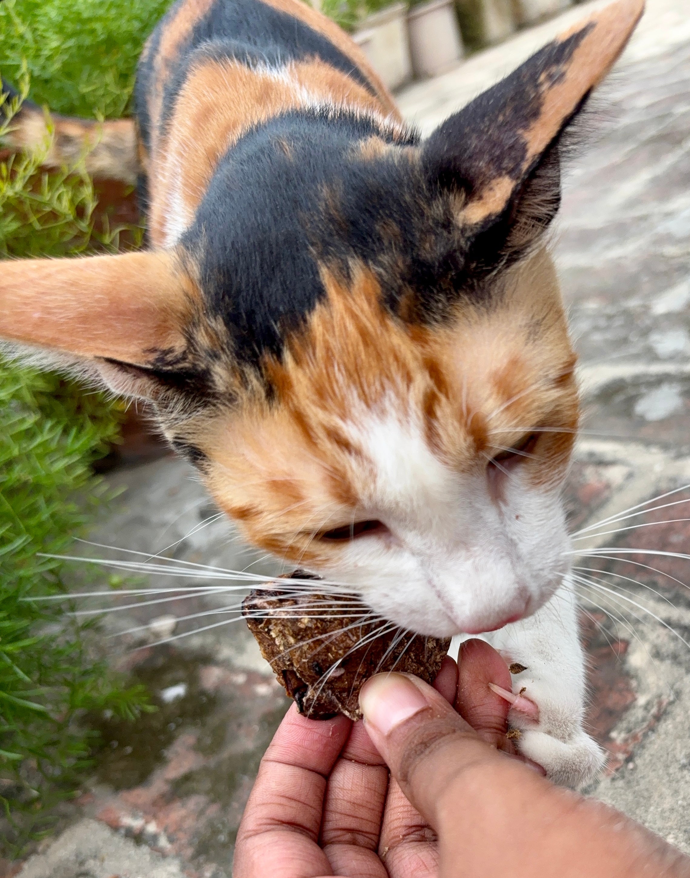Beef Lung Pops - SPECIAL