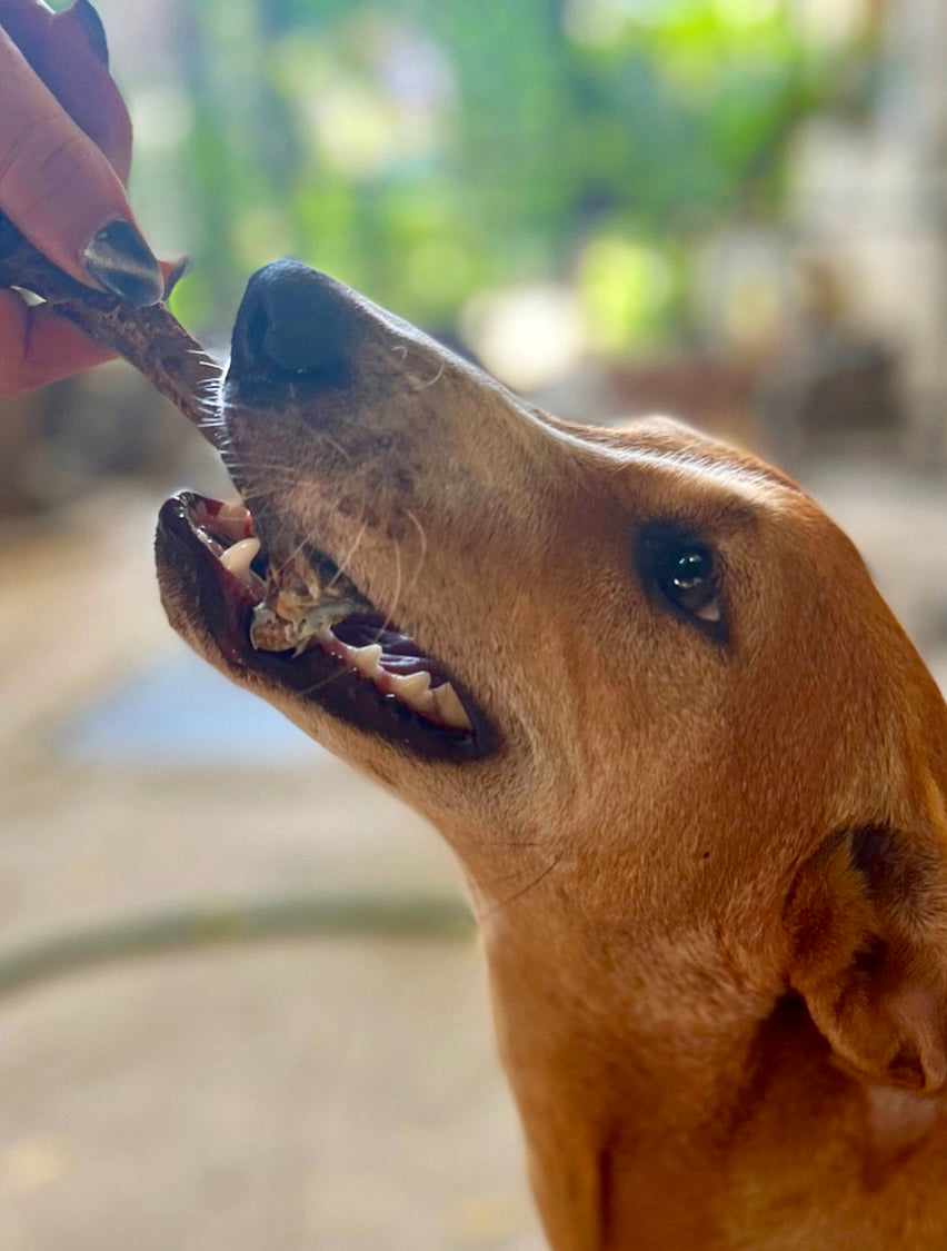 Turkey Classic Chewbones