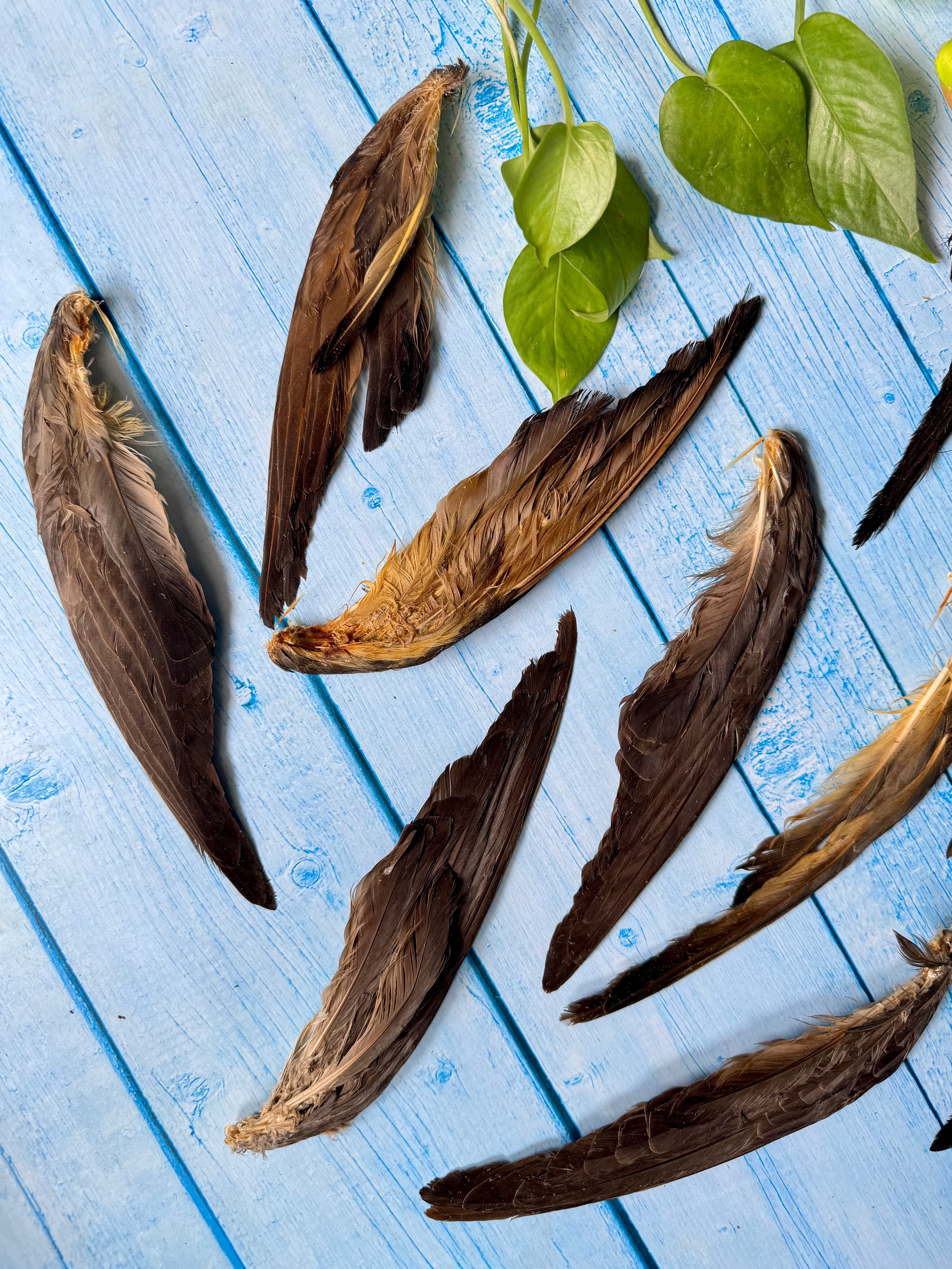 Squab Pigeon Wingtips - SPECIAL