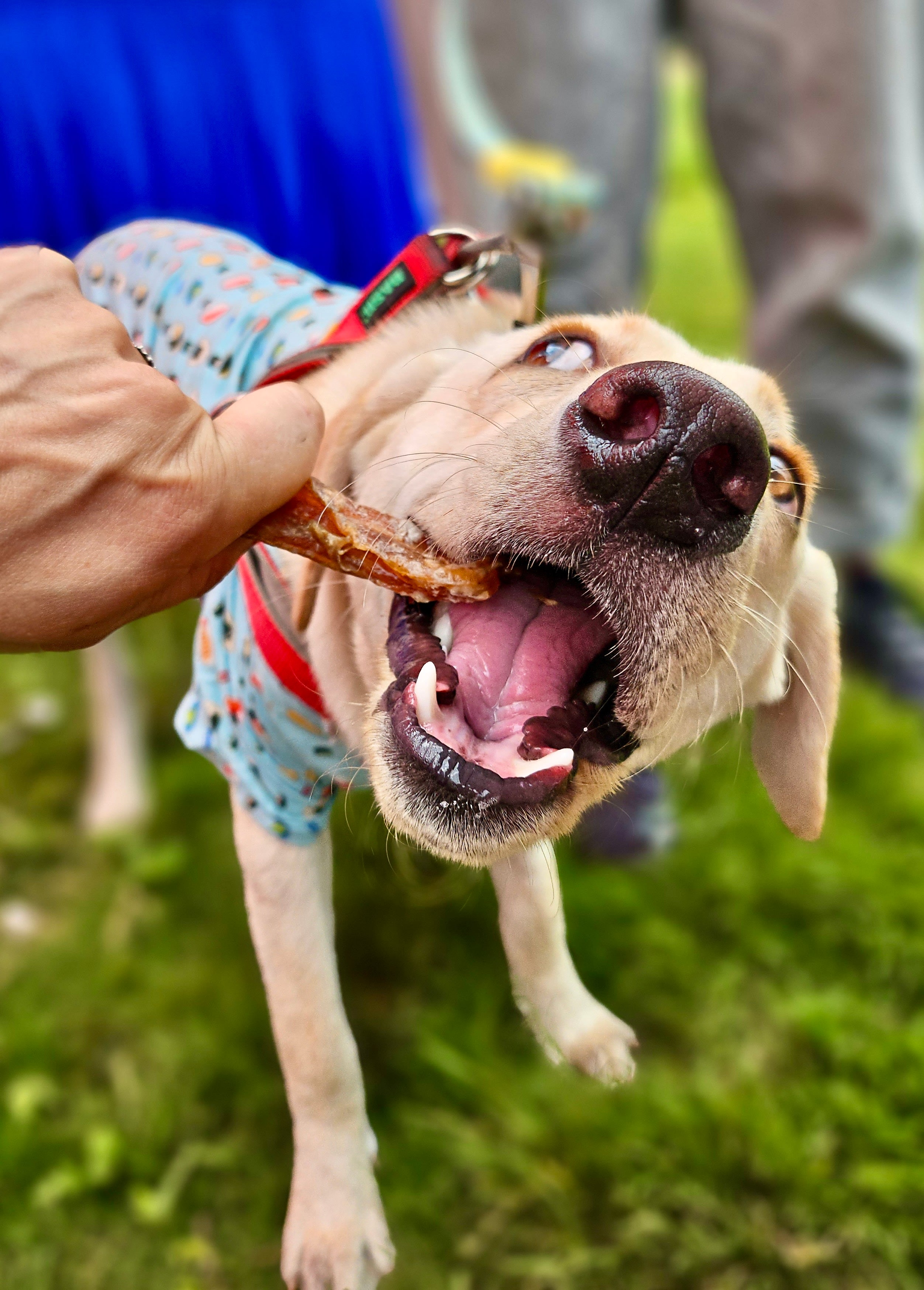 Pizzle / Bully Stick - boneless Chew Sticks & Twists