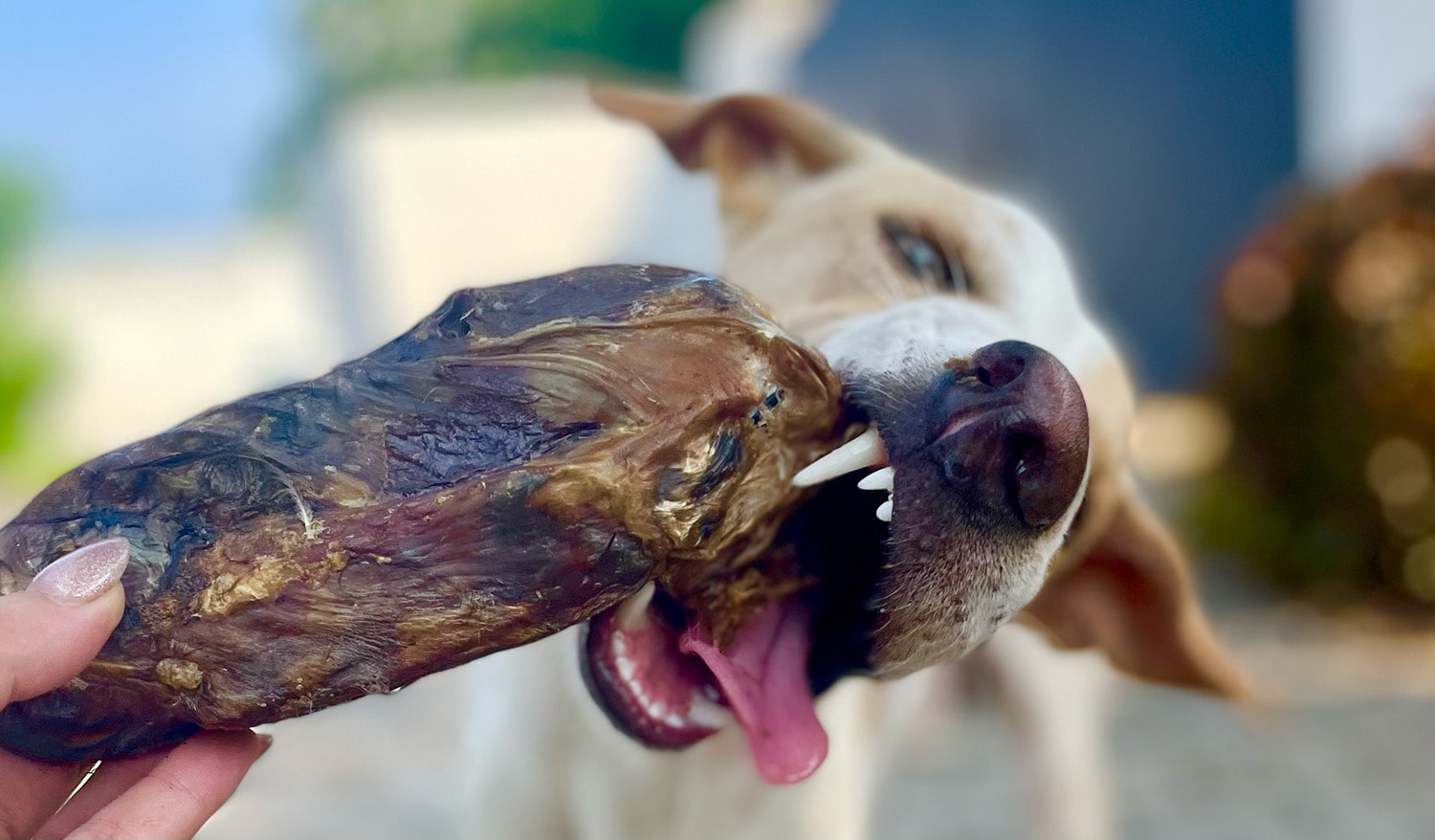 Bone Chews
