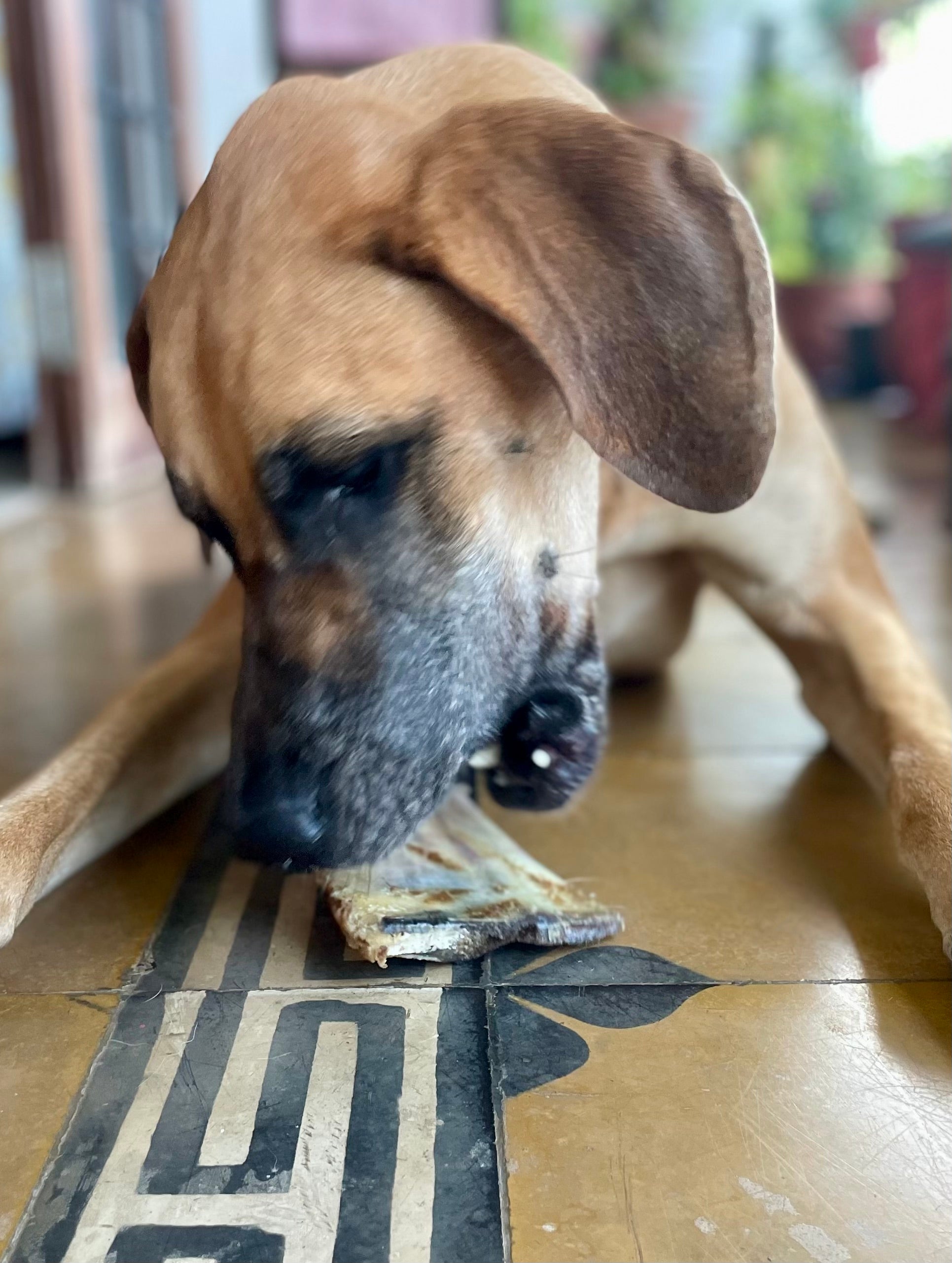 Beef Shoulder Bone 3PC