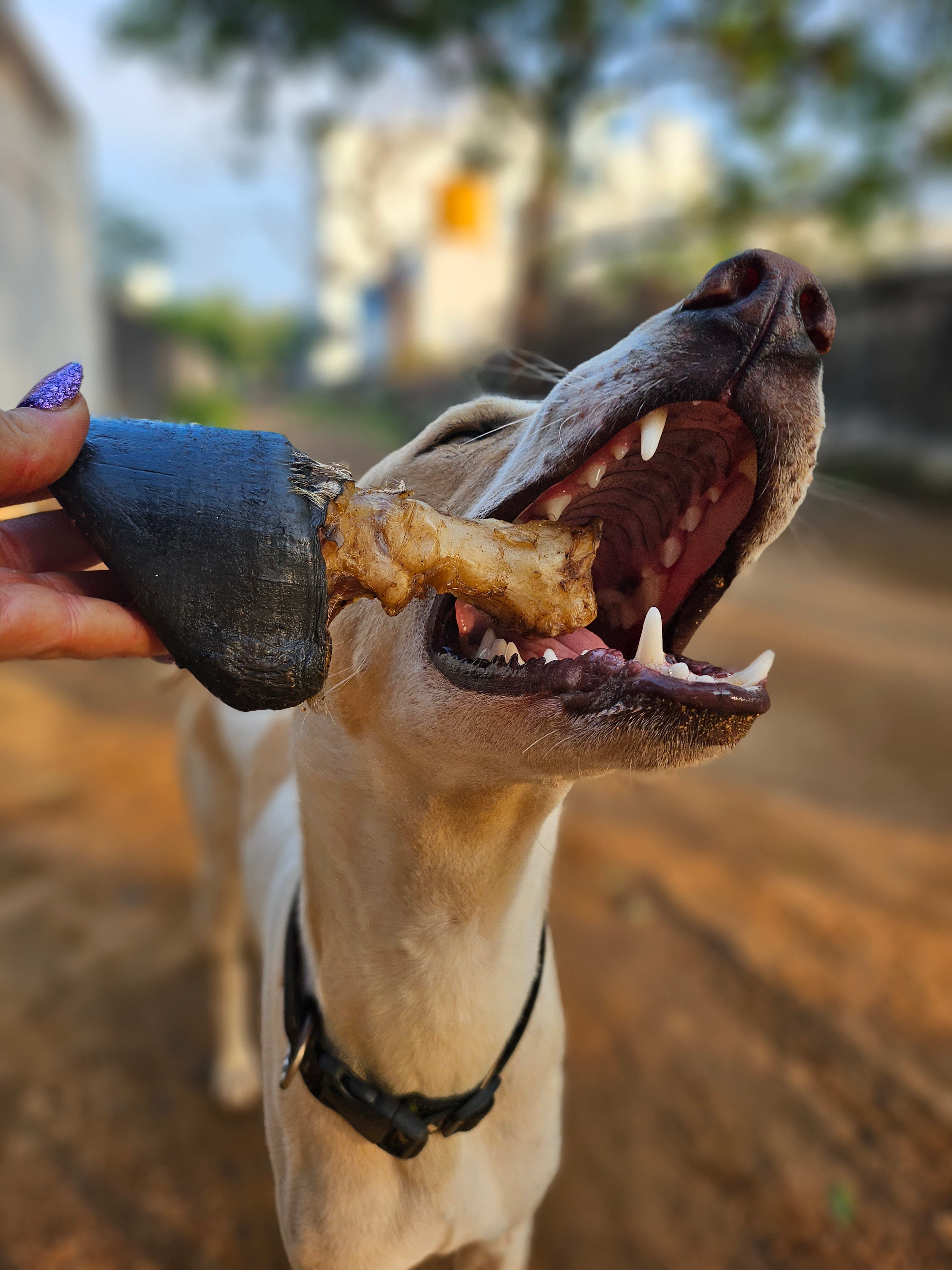Beef Trotter Chew
