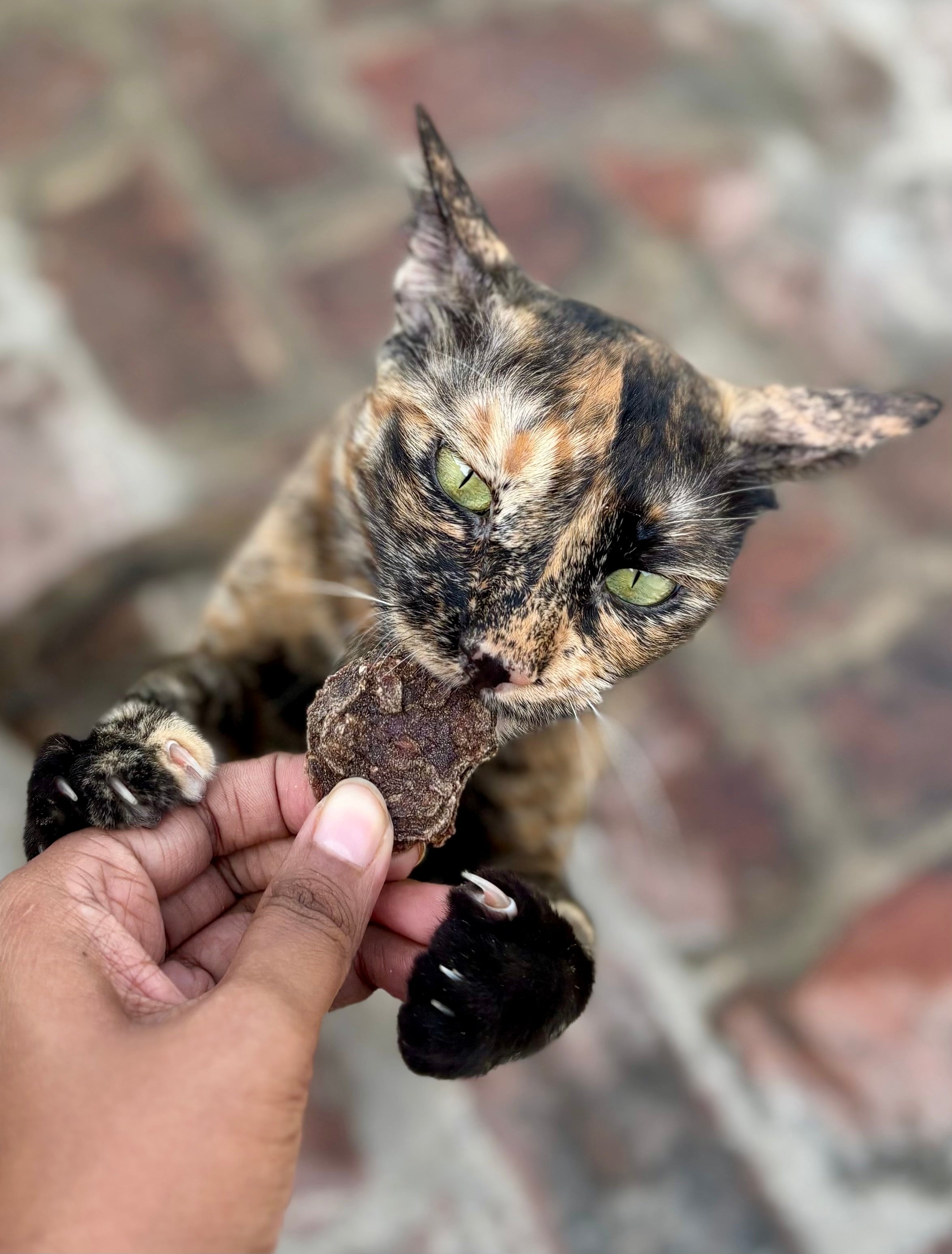 Buffalo Cookies - SPECIAL